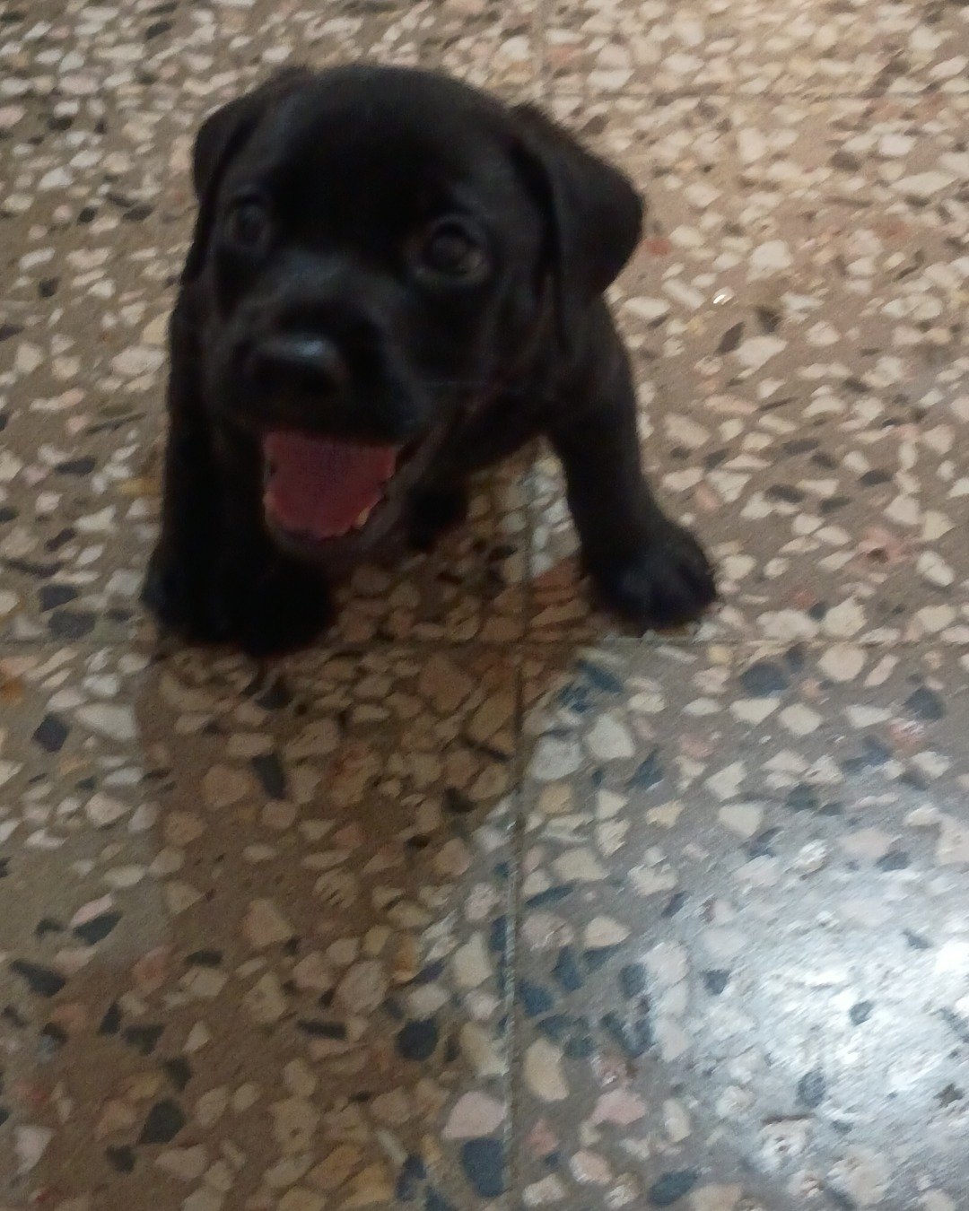Cerberus the no breed. Dog, Puppy, Labrador Retriever