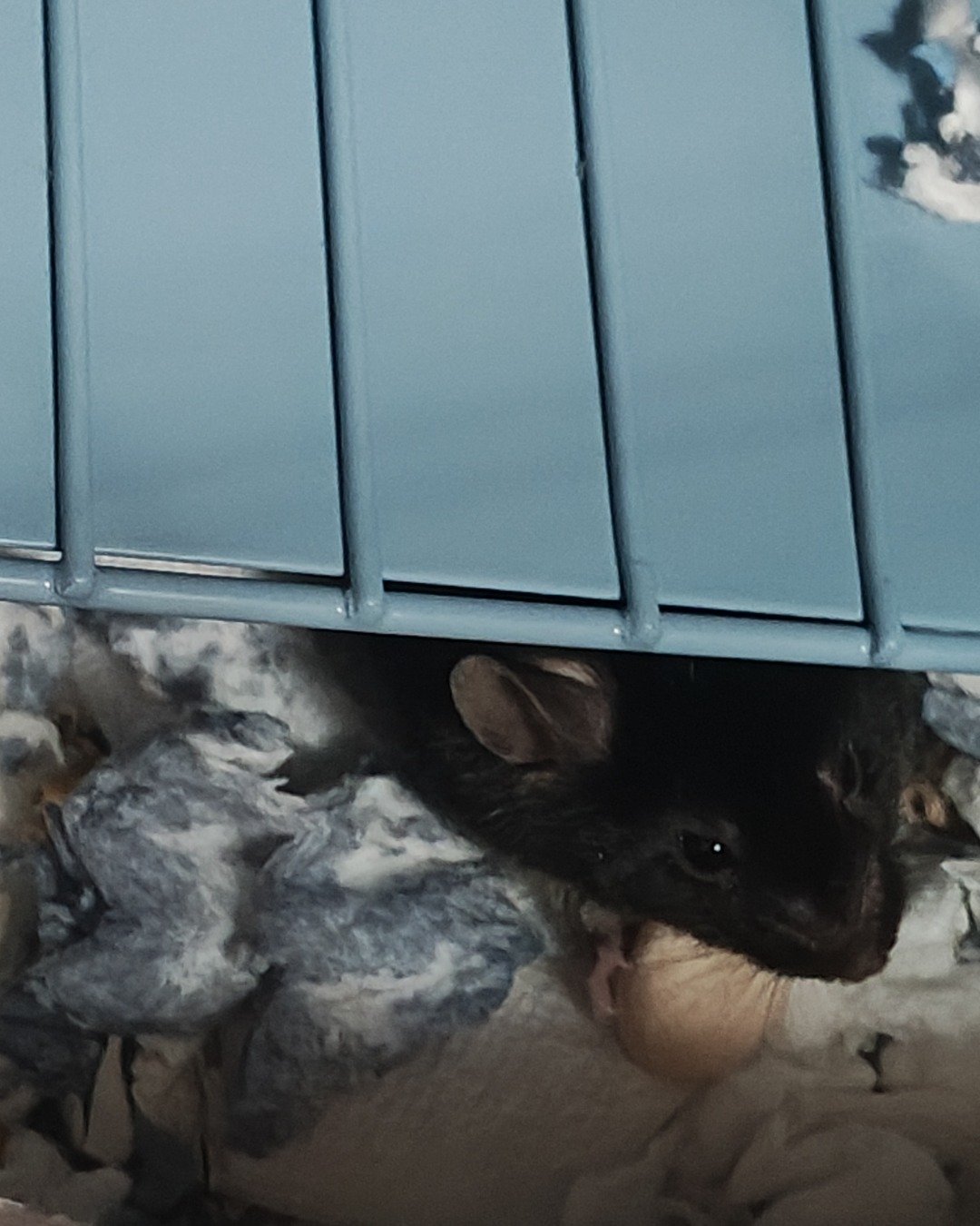 Prof. RatRat the Mouse. Rodent, Rat