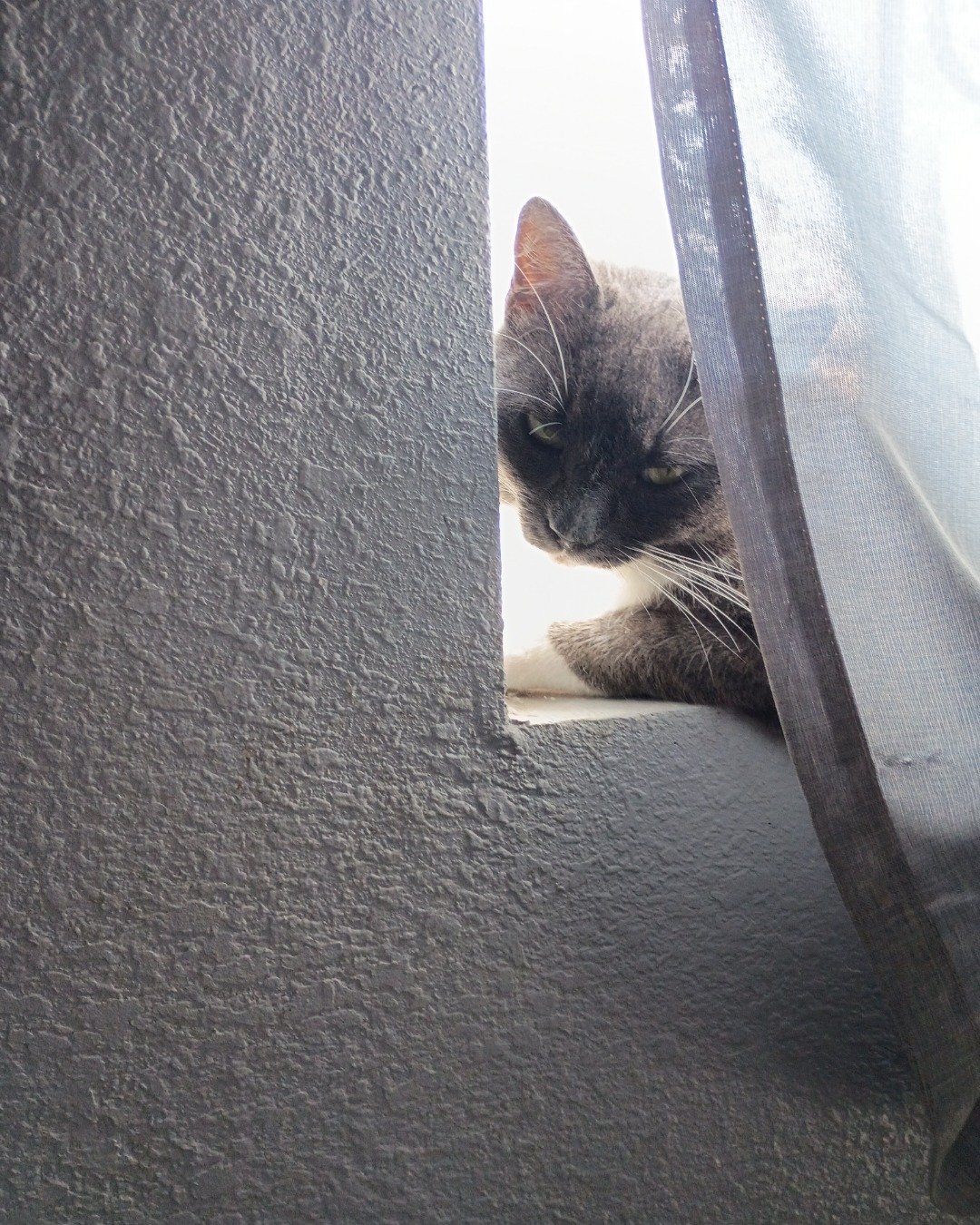 Petunia the Grey Tuxedo. Cat, Kitten, Manx