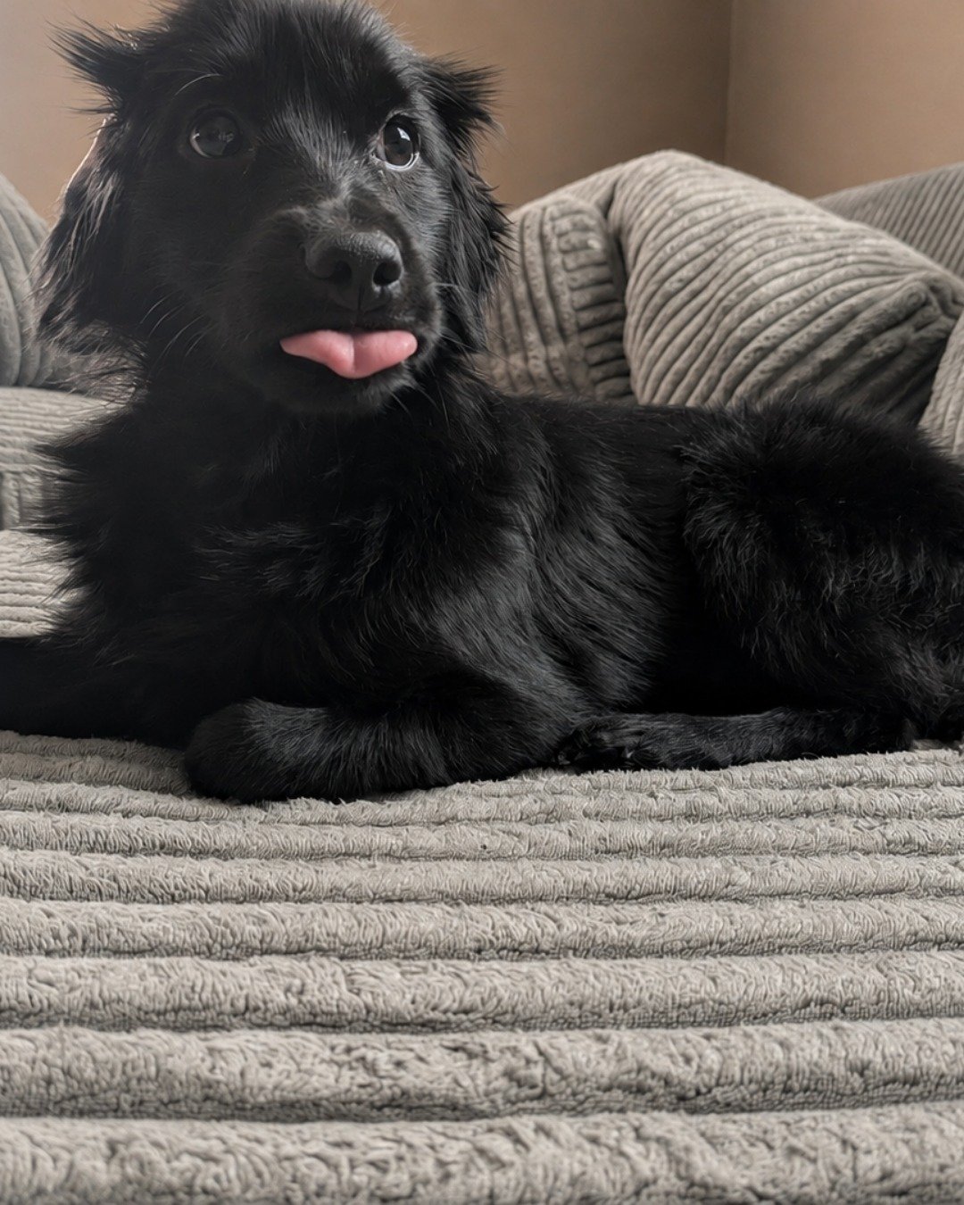 Leo the Terrier Mix. Dog, Puppy, Couch, Furniture