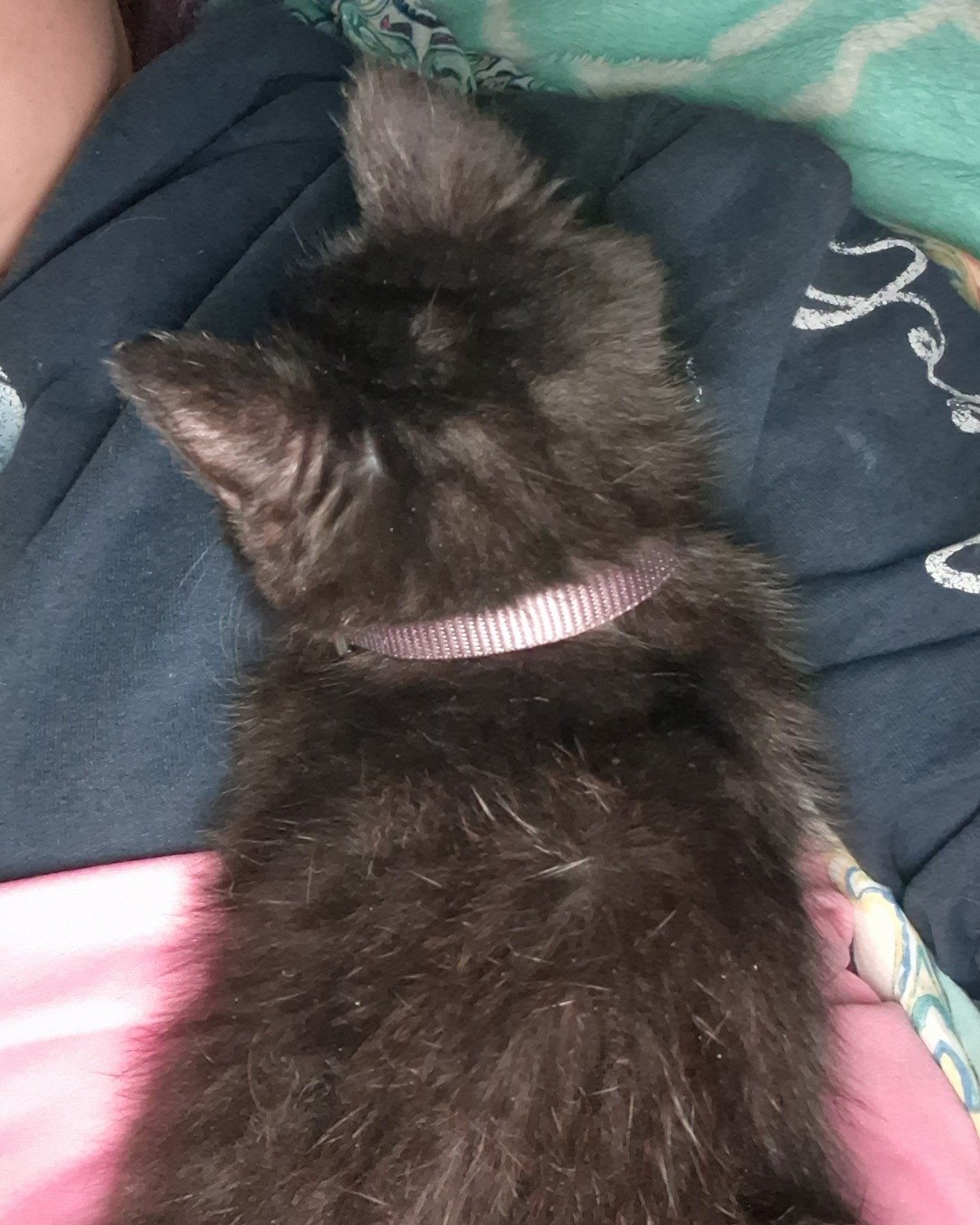 Aries the Black cat. Cat, Kitten, Bear