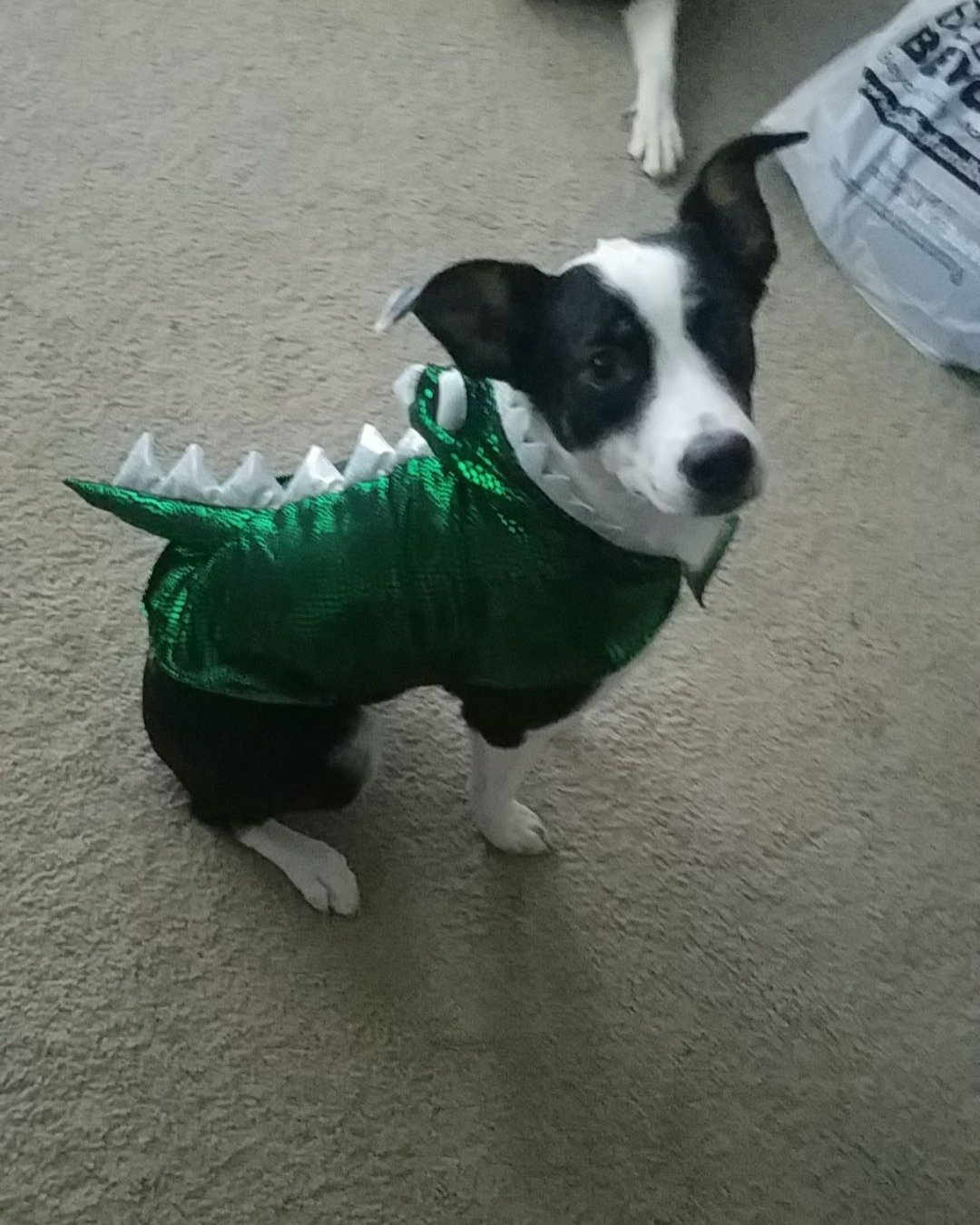 Midi the Aussie/ Blue Heeler. Dog, Puppy, Clothing, Footwear, Shoe, Boston Bull