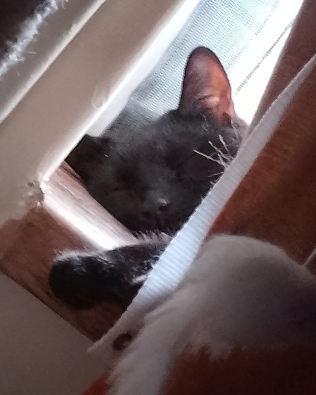 Ventress. Cat, Kitten