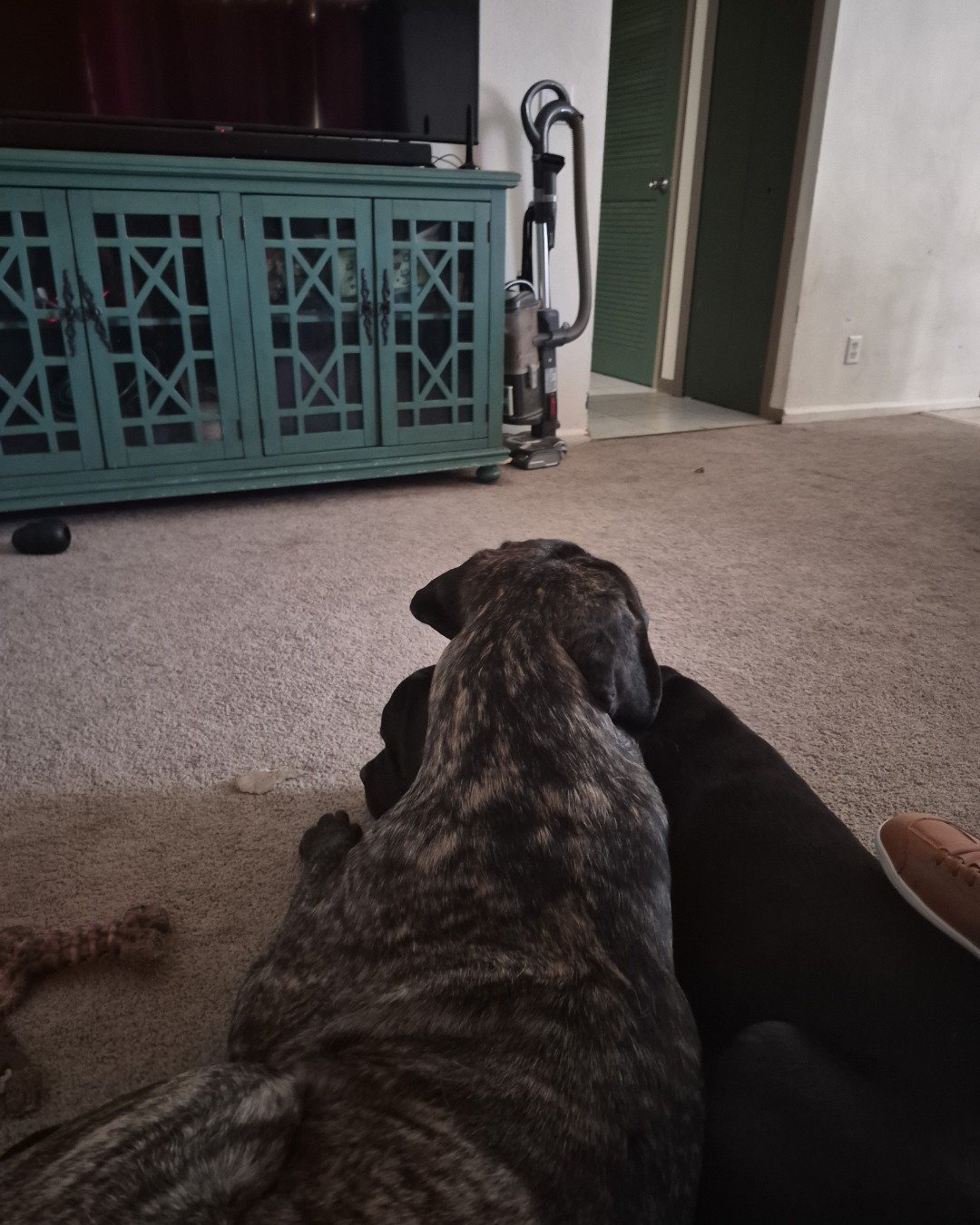 Charlie🧡💛 the English mastiff. Indoors, Interior Design, Floor, Dog, Clothing, Footwear