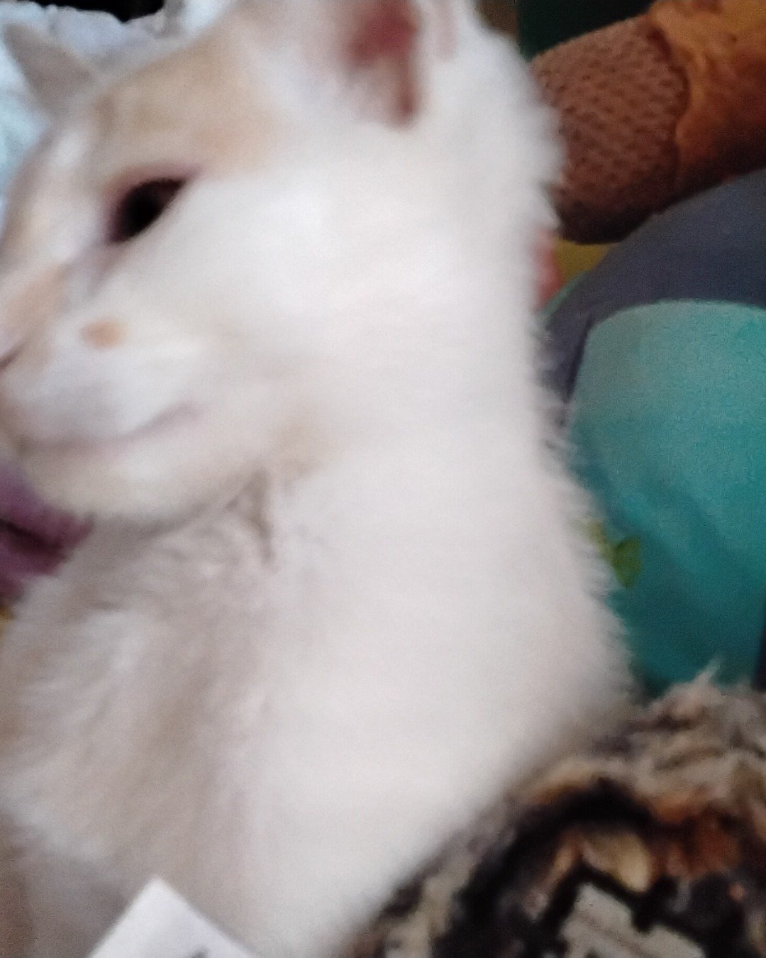 tormond the tabby cat. Angora, Cat