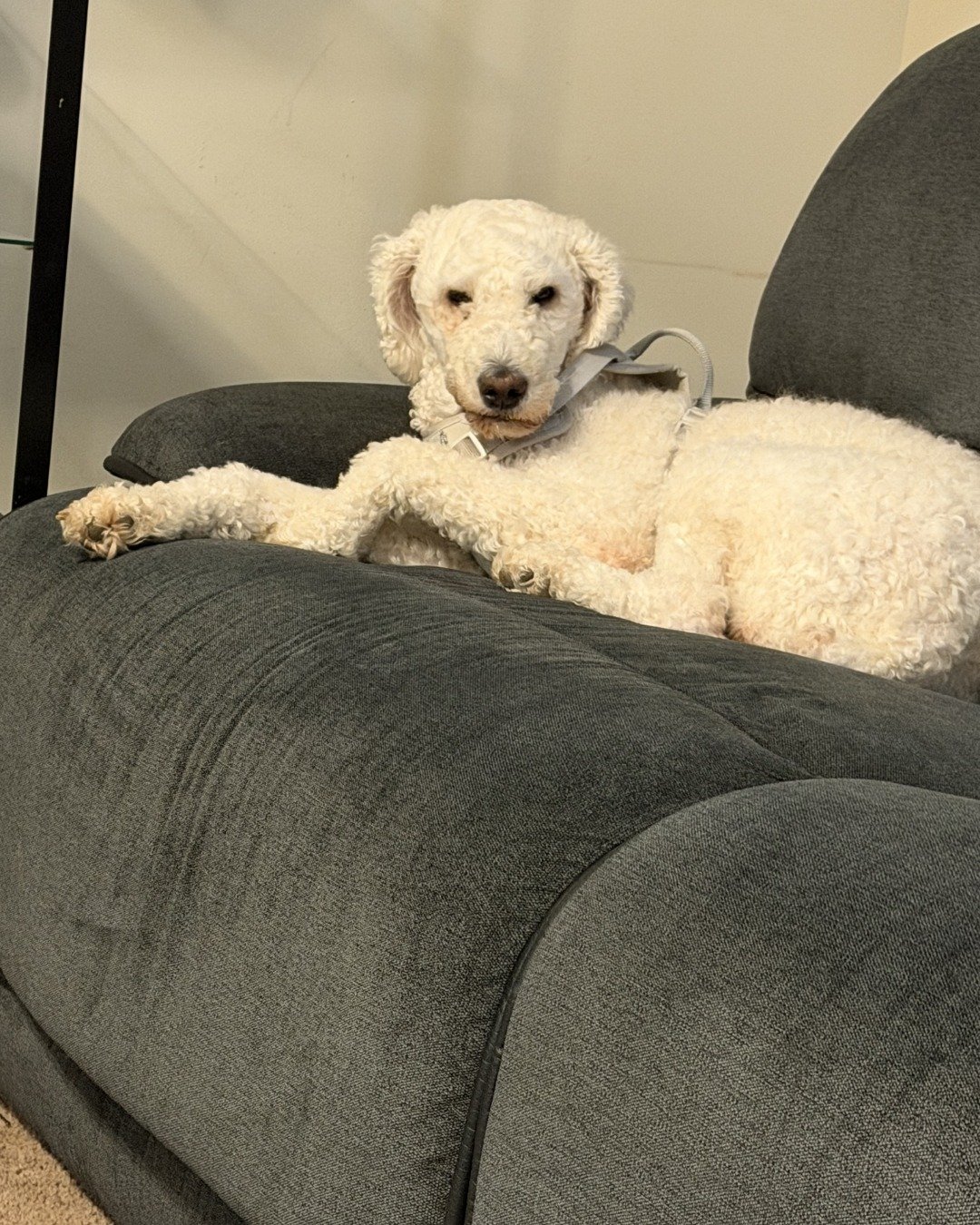 blaire the golden doodle!. Dog, Furniture, Couch