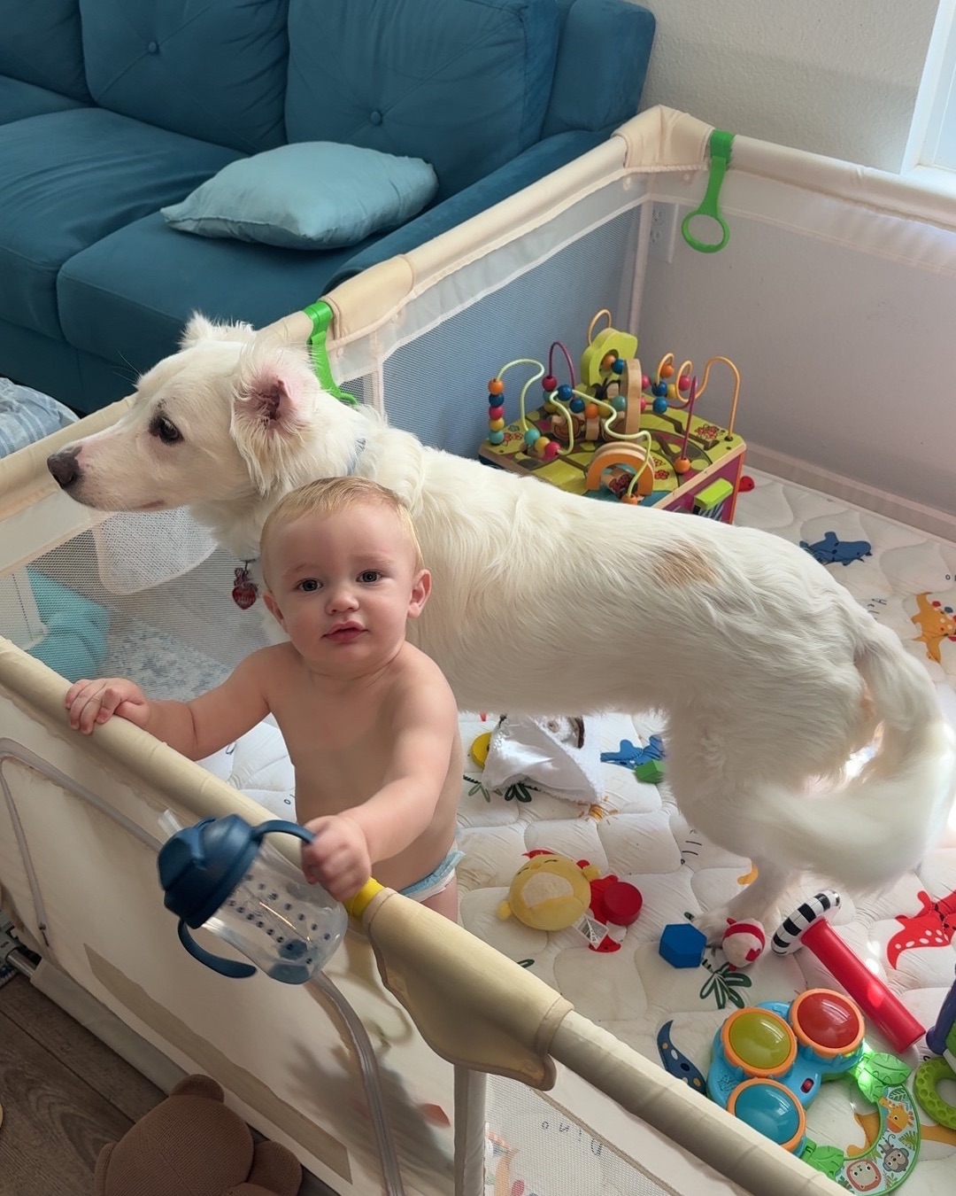 Emma the German Shepherd Golden Retriever. Person, Crib, Furniture, Infant Bed, Baby, Dog