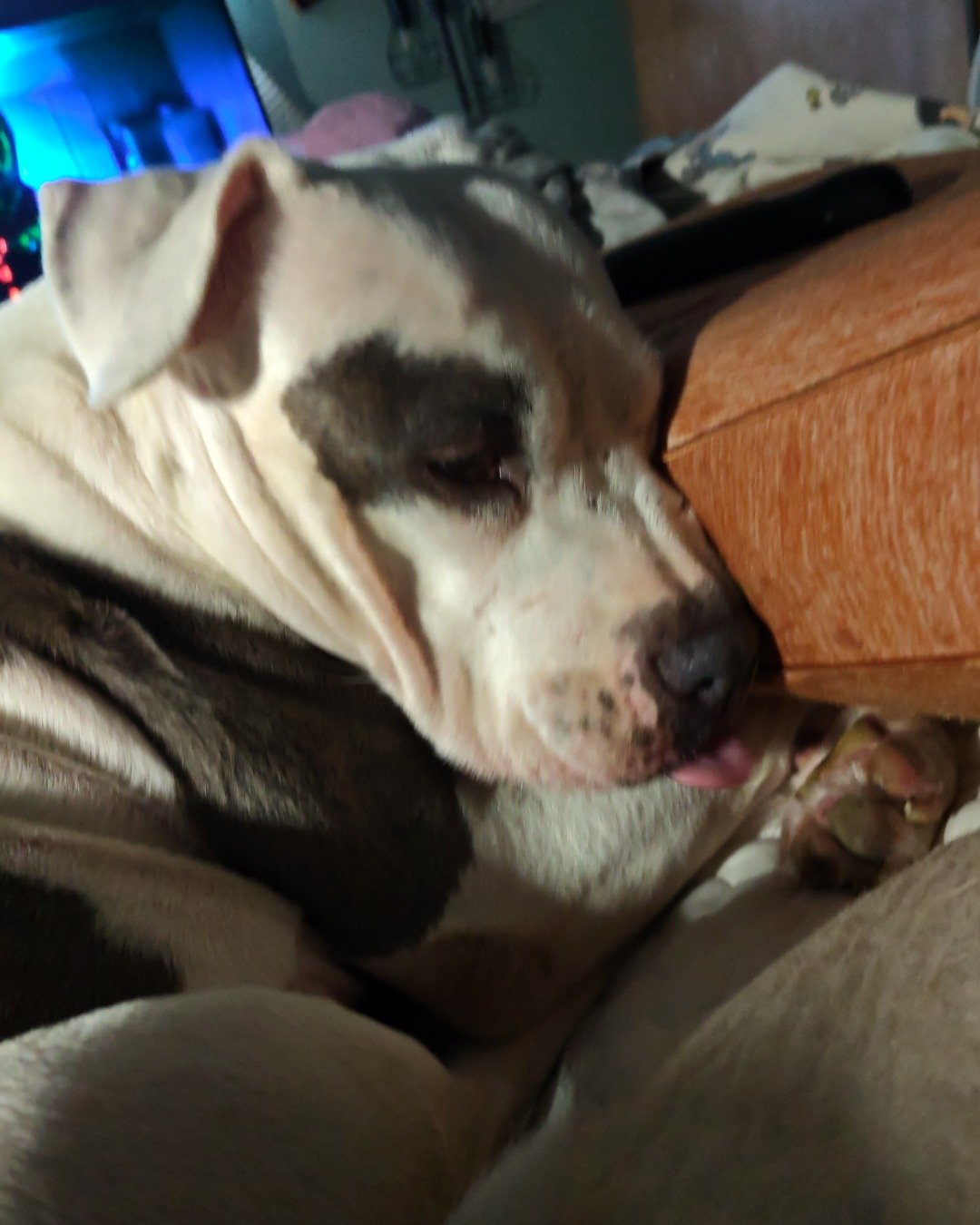Kira the Pitbull. Dog, Puppy, Bulldog, Pitbull, Boxer