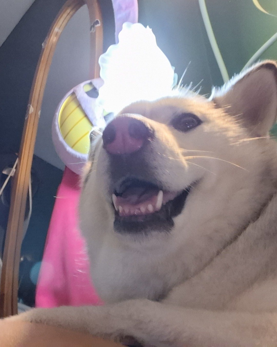 Athena the husky. Dog, Husky, Puppy, Ball, Sport, Tennis
