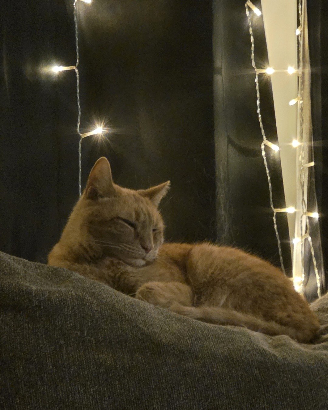 Tyler. Lighting, Abyssinian, Cat, Light
