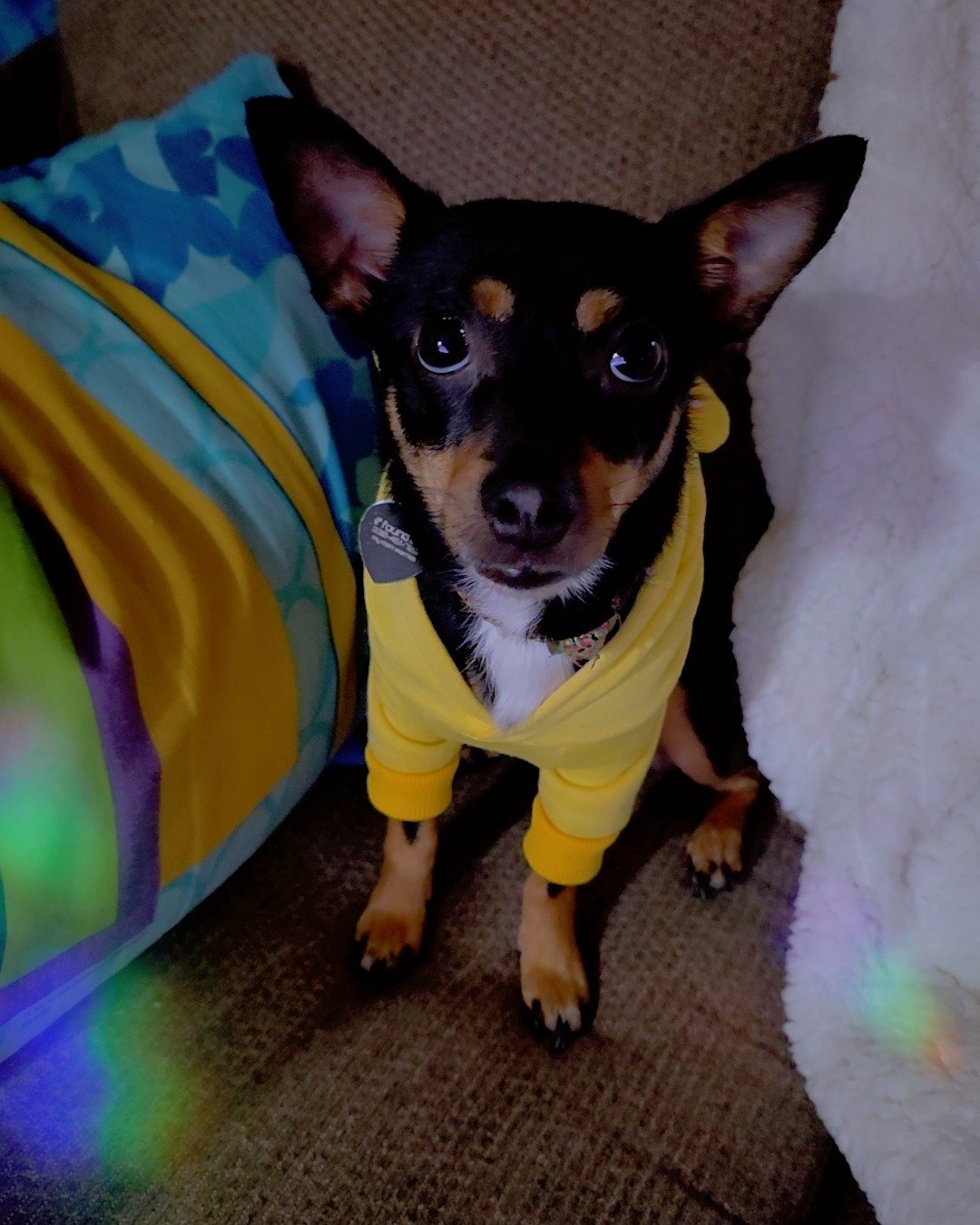 Luci the terrier mix. Dog, Puppy, Cushion, Home Decor, Couch, Furniture