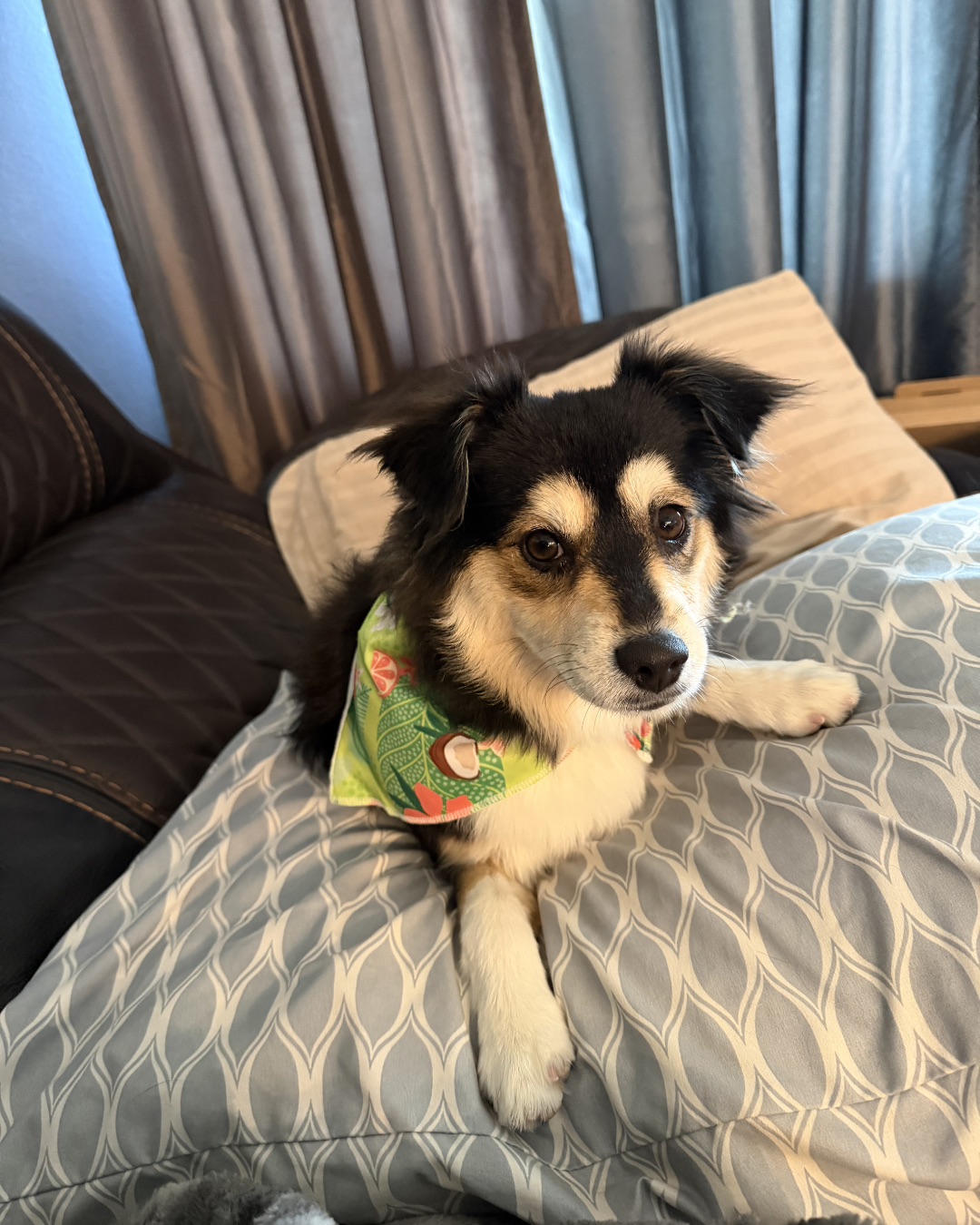 Milli the Mini Tri Toy Aussie — Couch, Furniture, Cushion, Home Decor, Dog, Puppy