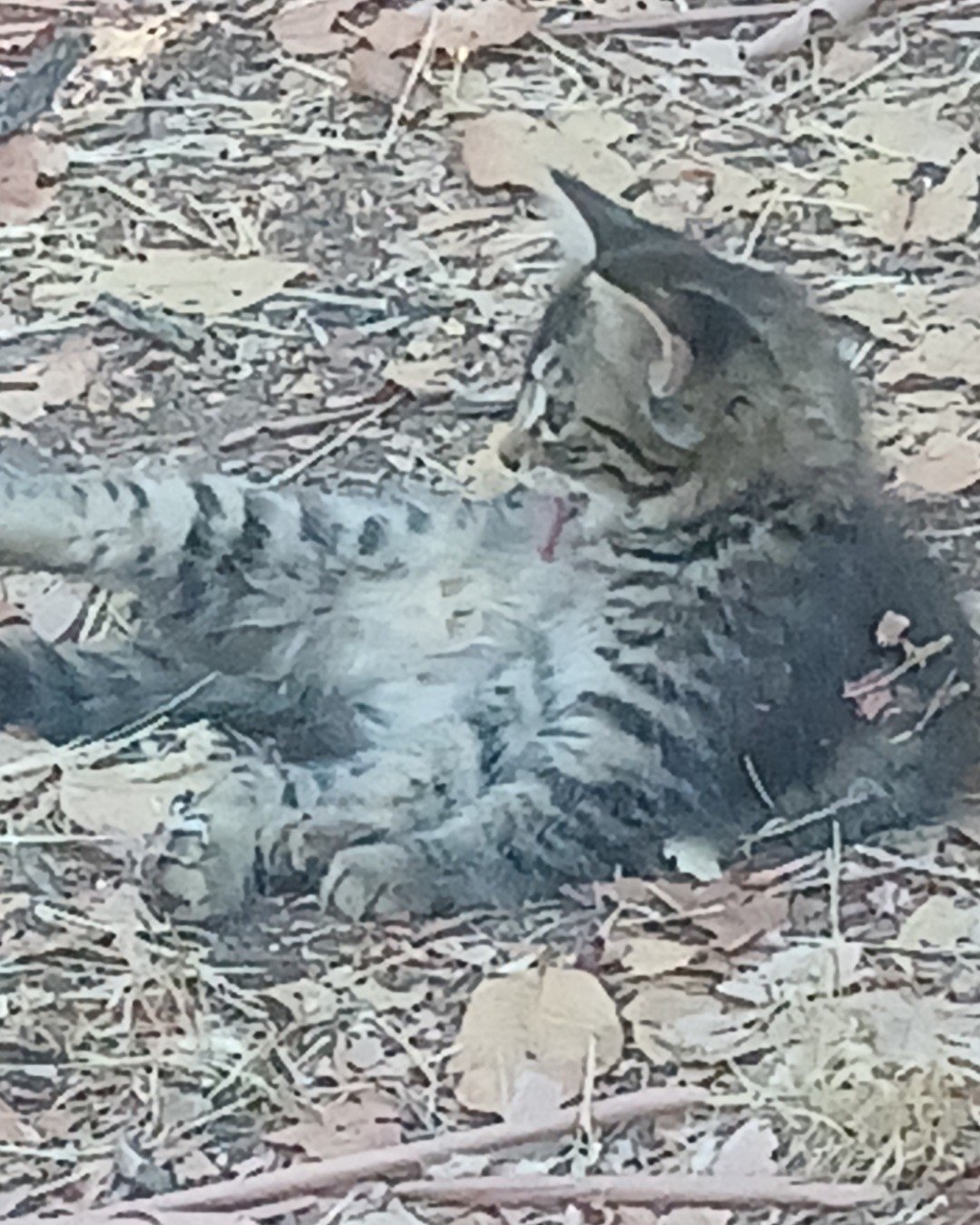Baby Girl and Batgirl. Soil, Cat, Kitten