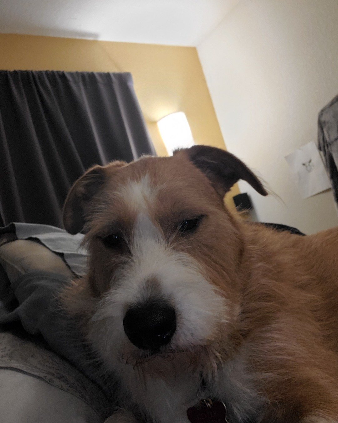 Dexter the Mixed Breed. Couch, Furniture, Dog, Puppy, Architecture, Building