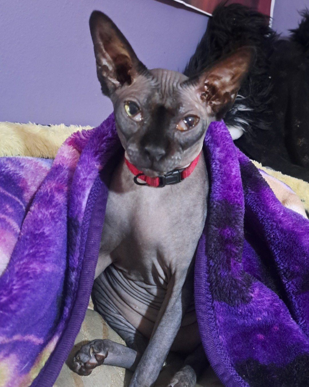 Tilly the Sphynx. Blanket, Purple, Dog, Cat