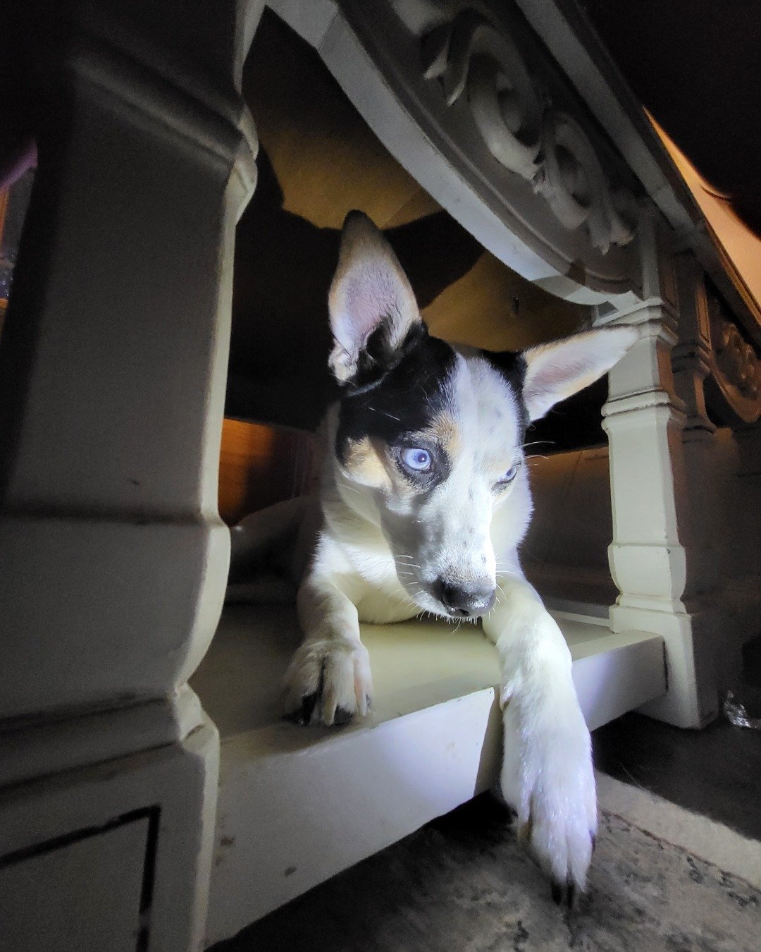 Billy the 1/4 Chihuahua 3/4 Queensland healer. Dog, Puppy, Husky, Hound