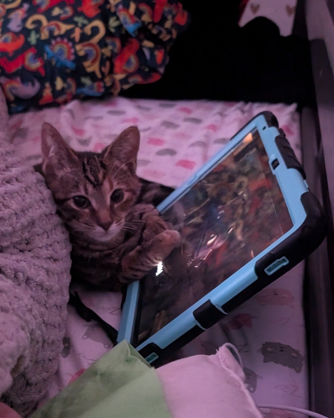 bk the Bengal tabby. Computer, Electronics, Laptop, Pc, Phone, Mobile Phone