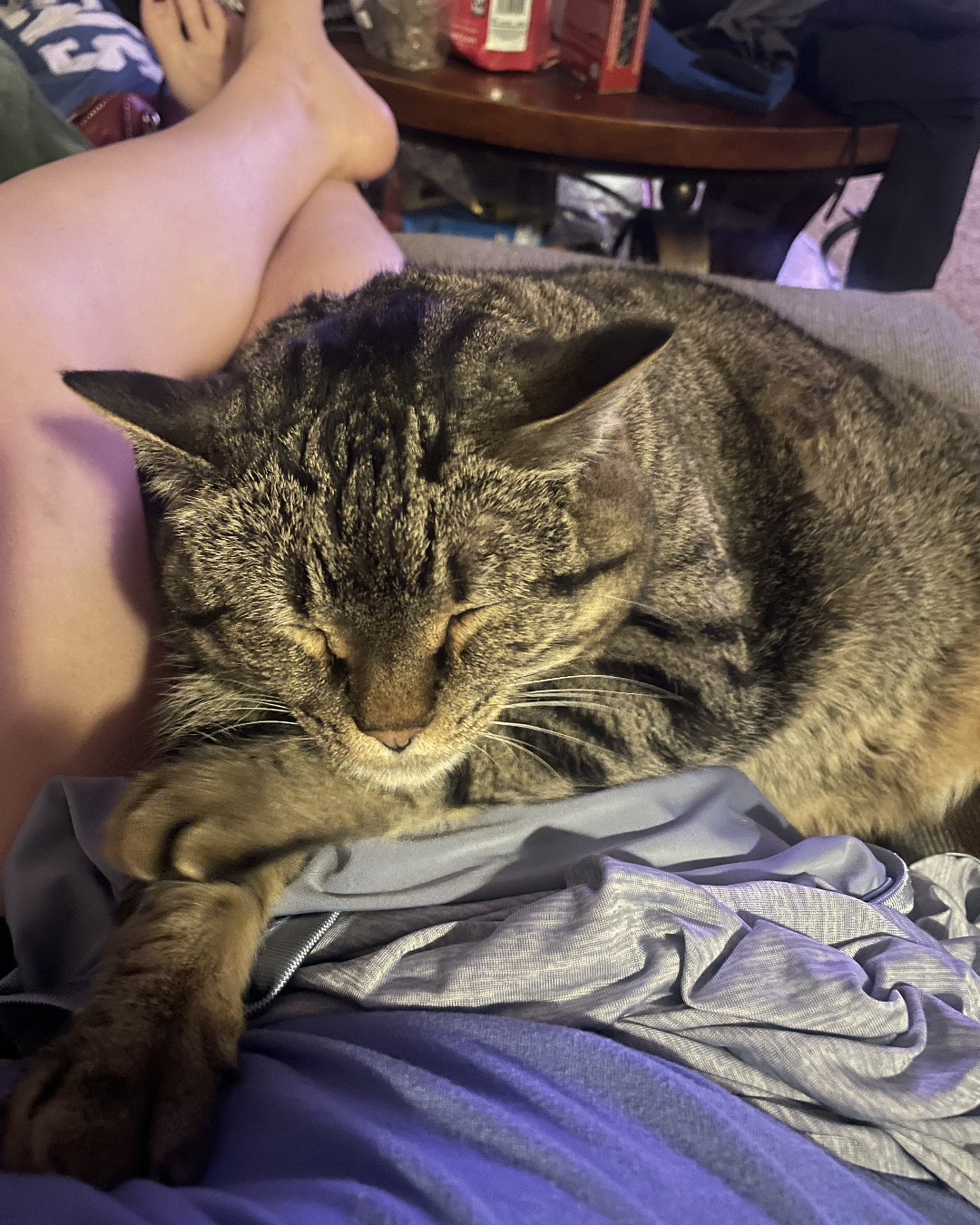 ReyRey — Couch, Furniture, Cat, Person