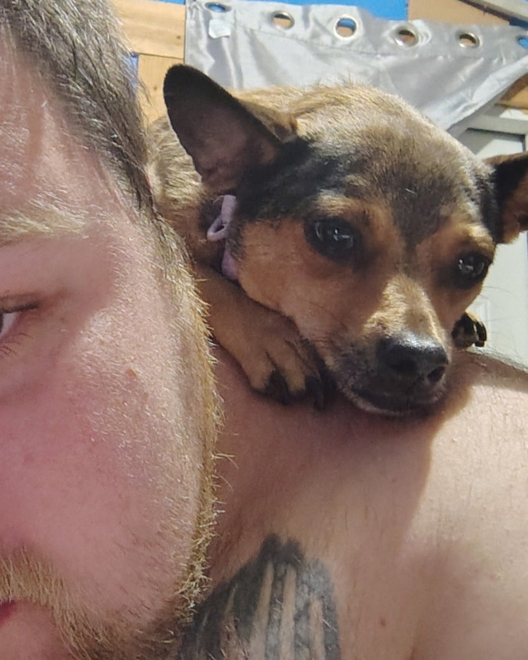joy the female Chihuahua. Dog, Puppy, Person, Skin, Tattoo, Adult