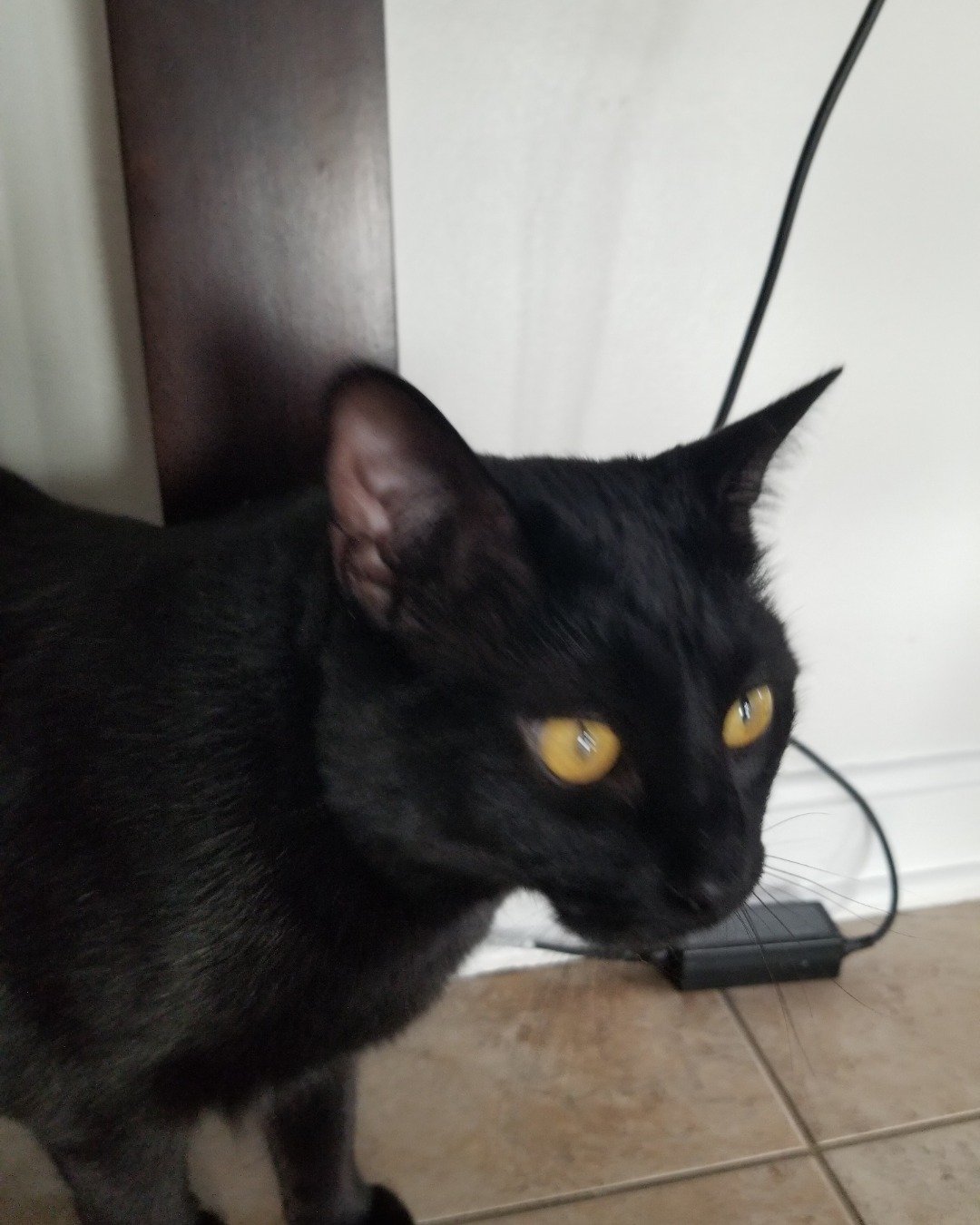 Luna the black cat. Cat, Black Cat