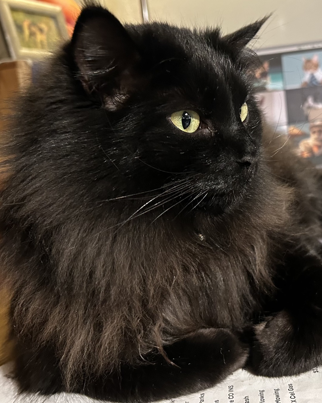 Ollie the Norwegian Forest Cat — Cat, Black Cat