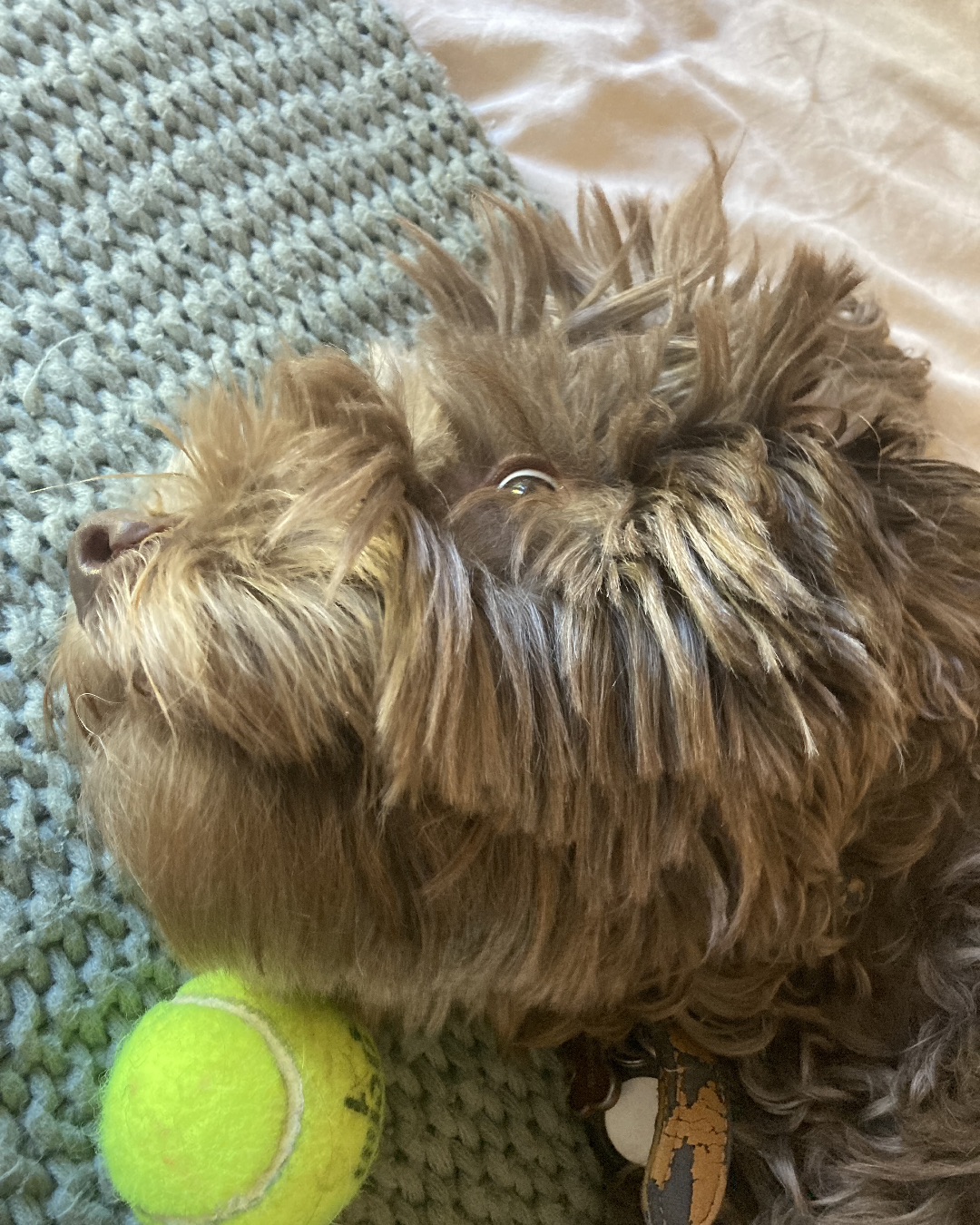 Poppy — Ball, Sport, Tennis, Tennis Ball, Sphere, Dog