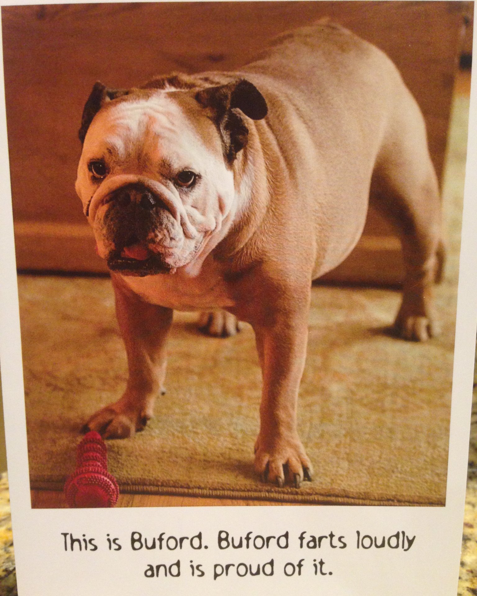 Niya the Boxer. Dog, Bulldog