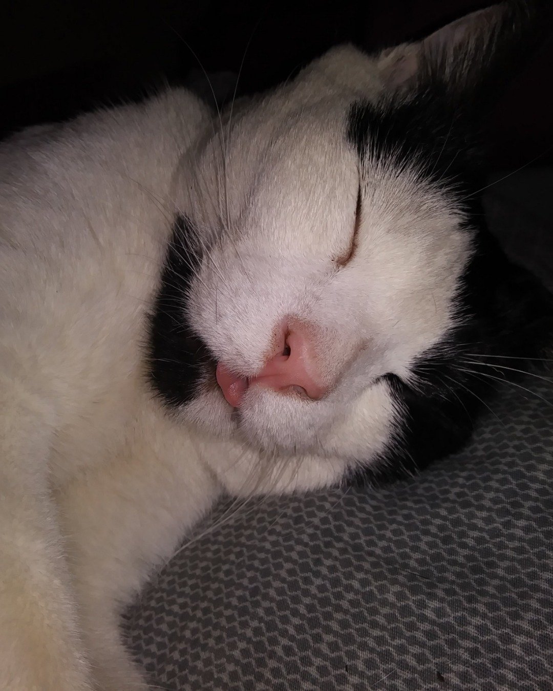 Zeke the Tuxedo. Person, Sleeping, Cat, Kitten