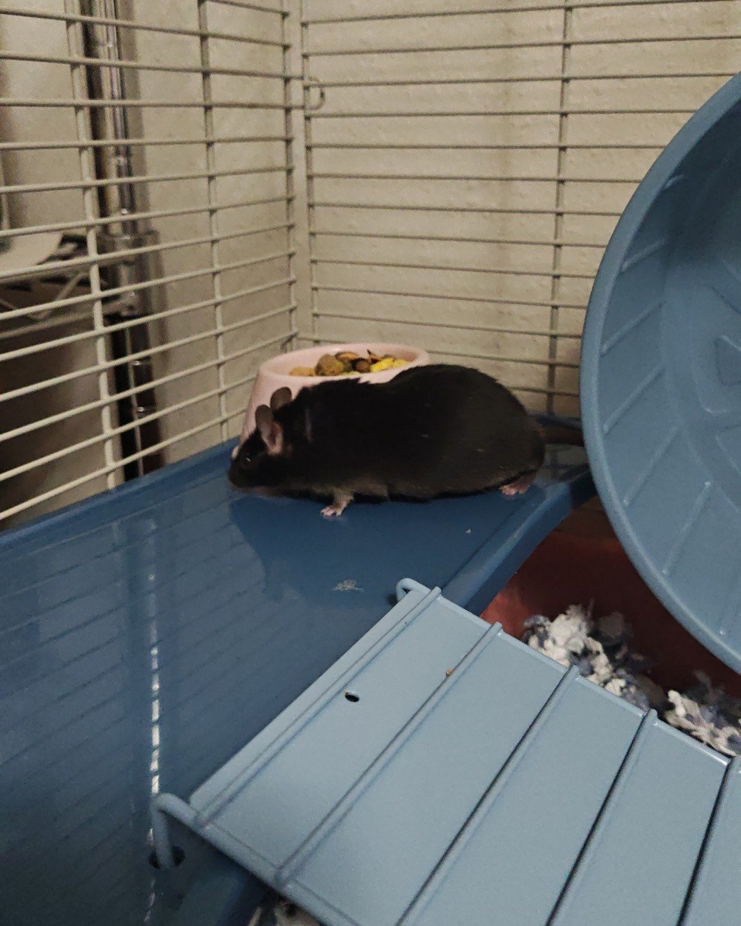 Prof. RatRat the Mouse. Rodent, Rat