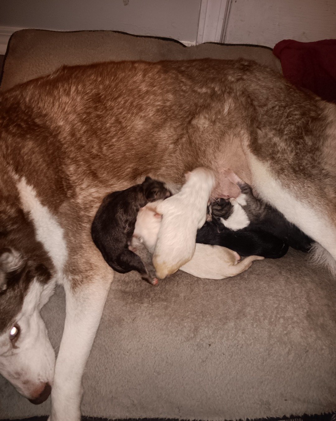 Puppies the Siberian Husky and German Shepard mix. Couch, Furniture, Dog, Husky, Puppy, Cat