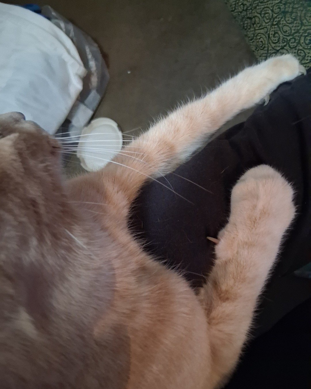 Mr. Orange. Person, Sleeping, Cat, Kitten