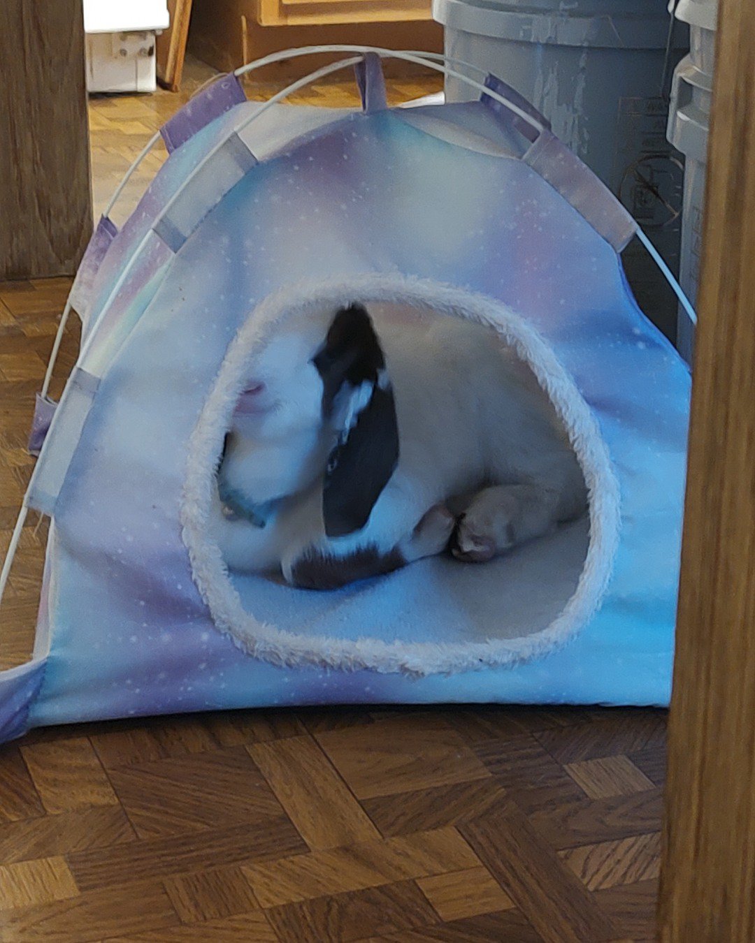 olive the boar goat. Dog, Dog Bed, Person