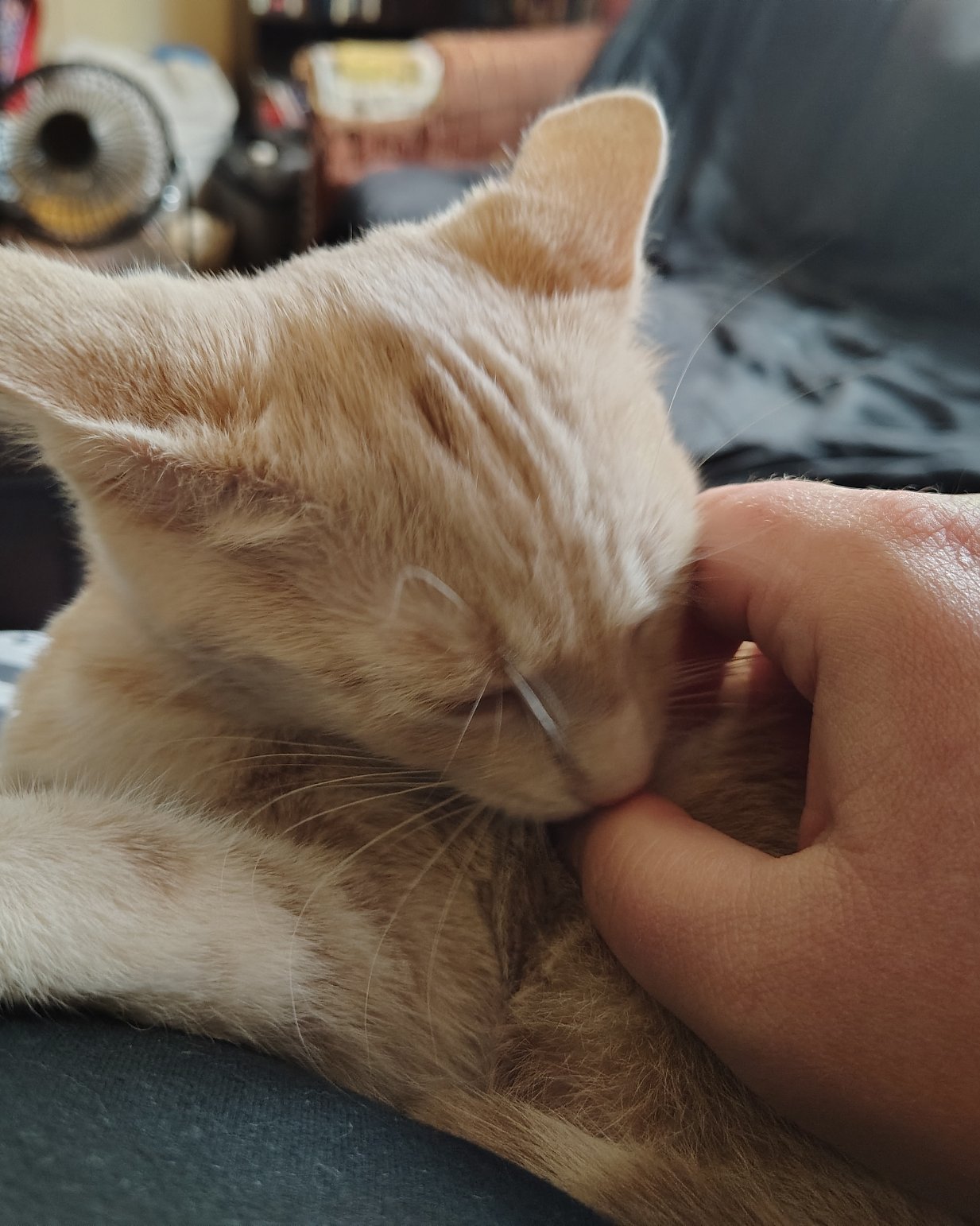 Aphrodite the orange kitty. Cat, Kitten