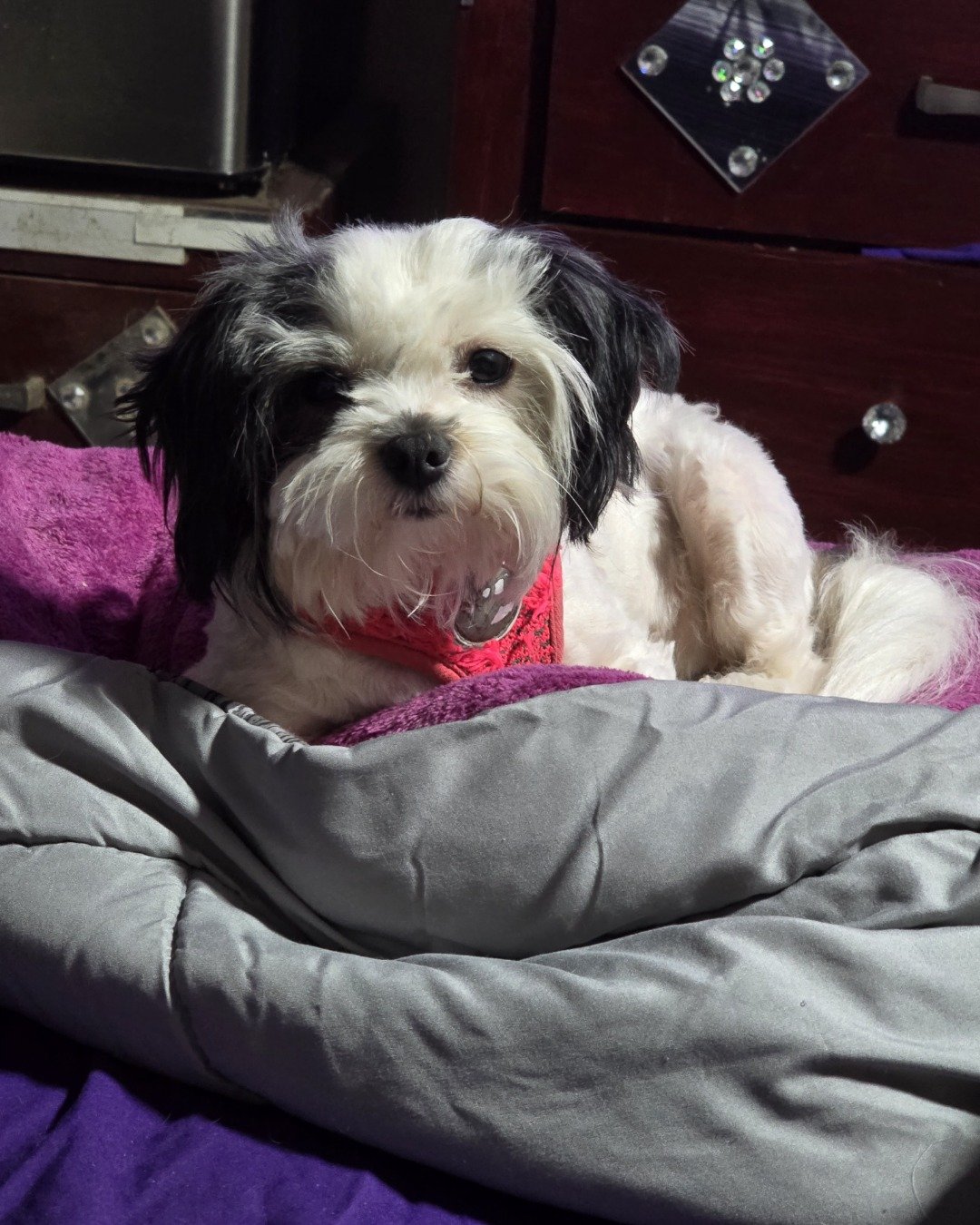 Kaia the Shih Tzu. Dog, Puppy, Furniture, Couch