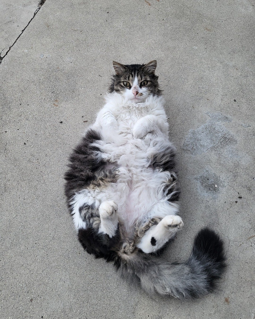 Farley Fart the tabby. Cat, Manx, Kitten