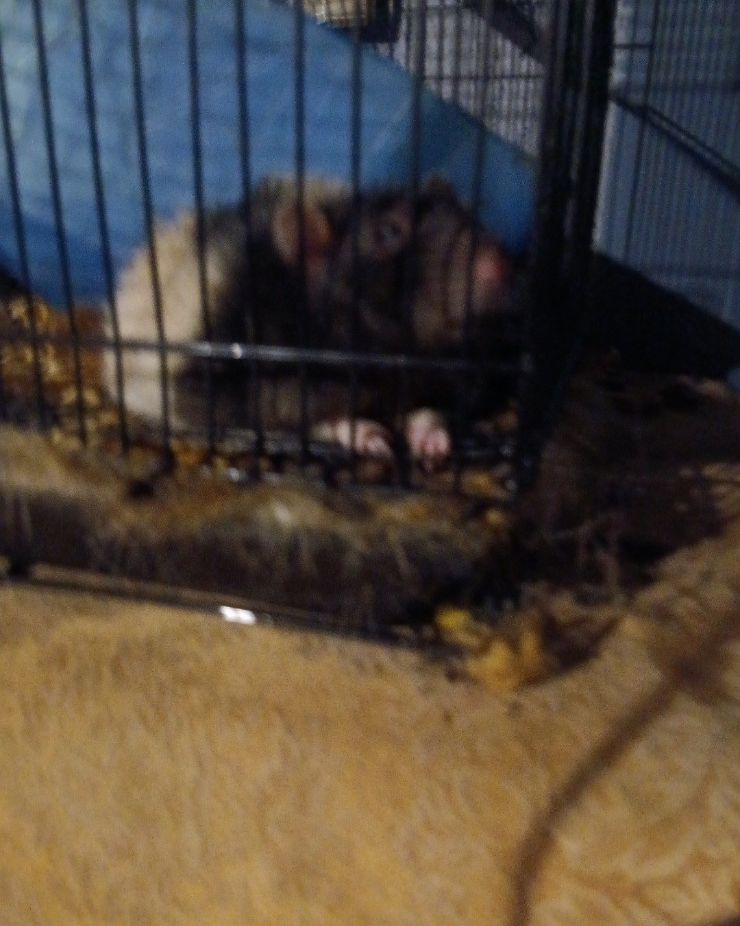 ozzy the rat. Rodent