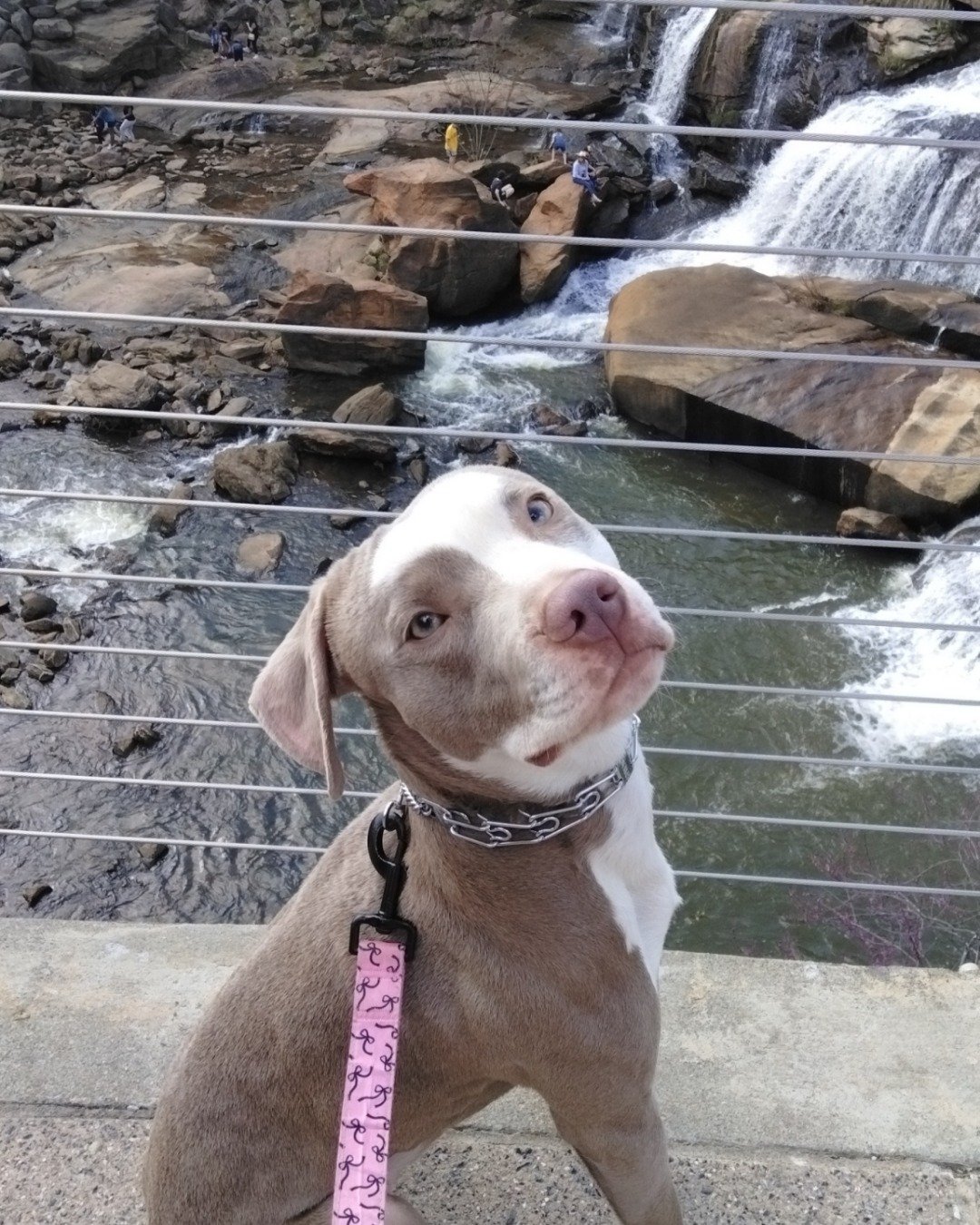 Bisko the pitbull. Rock, Slate, Dog, Water, Hound, Outdoors