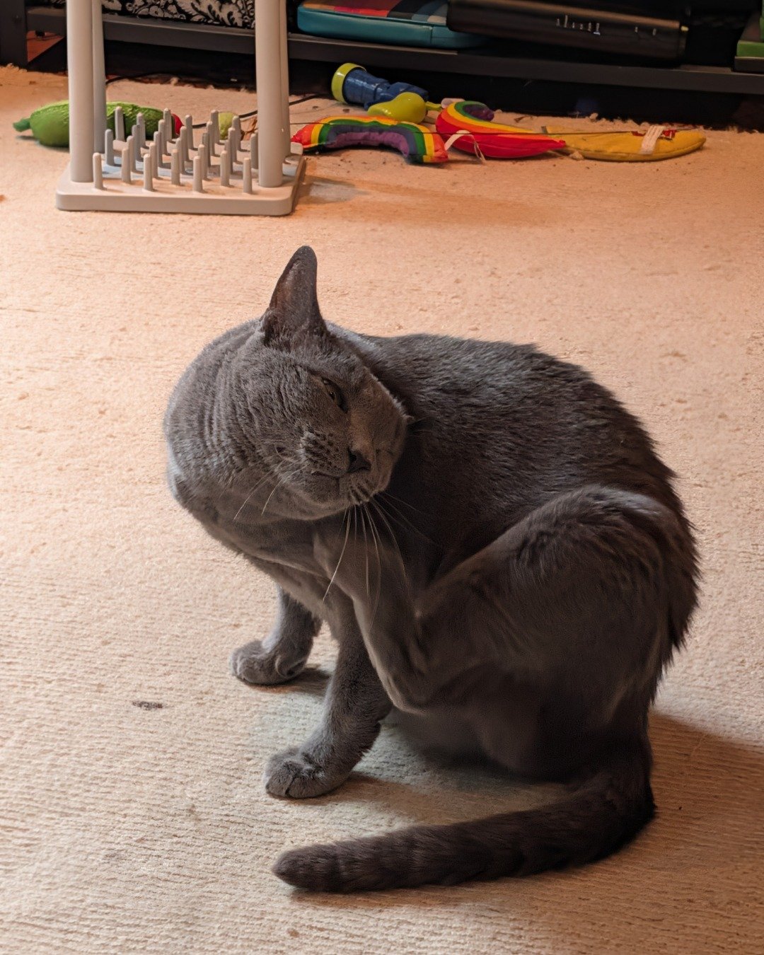 Theseus. Cat, Floor, Wood