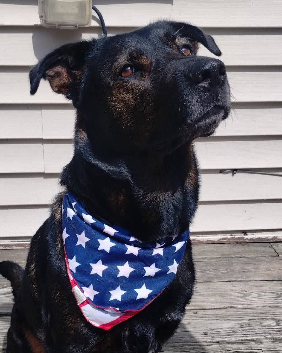 Peaches the German Shepherd, Rottweiler (little dachshund too). Accessories, Dog, Bandana, Headband, Clothing, Scarf