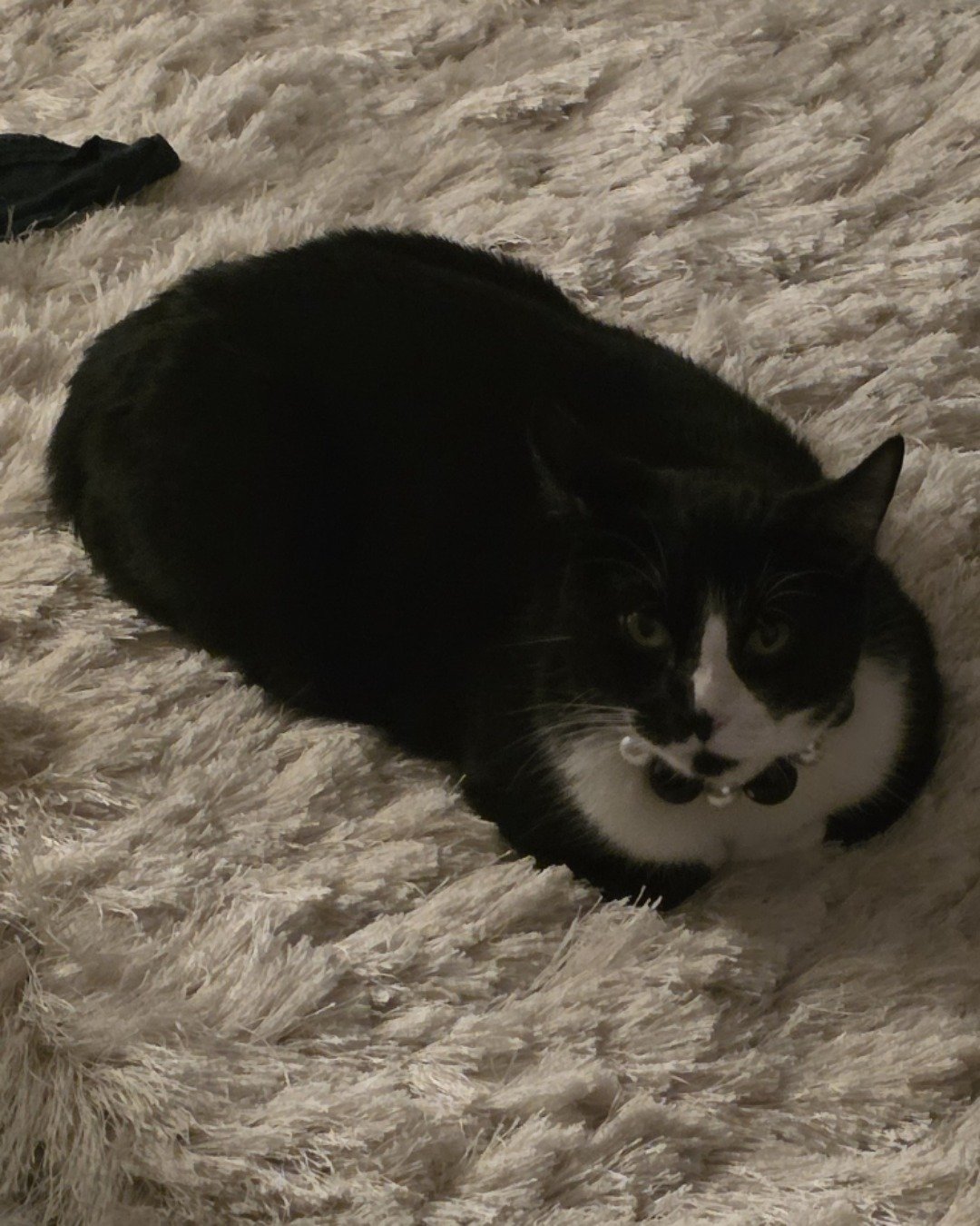 Lorelai the Tuxedo. Cat, Manx