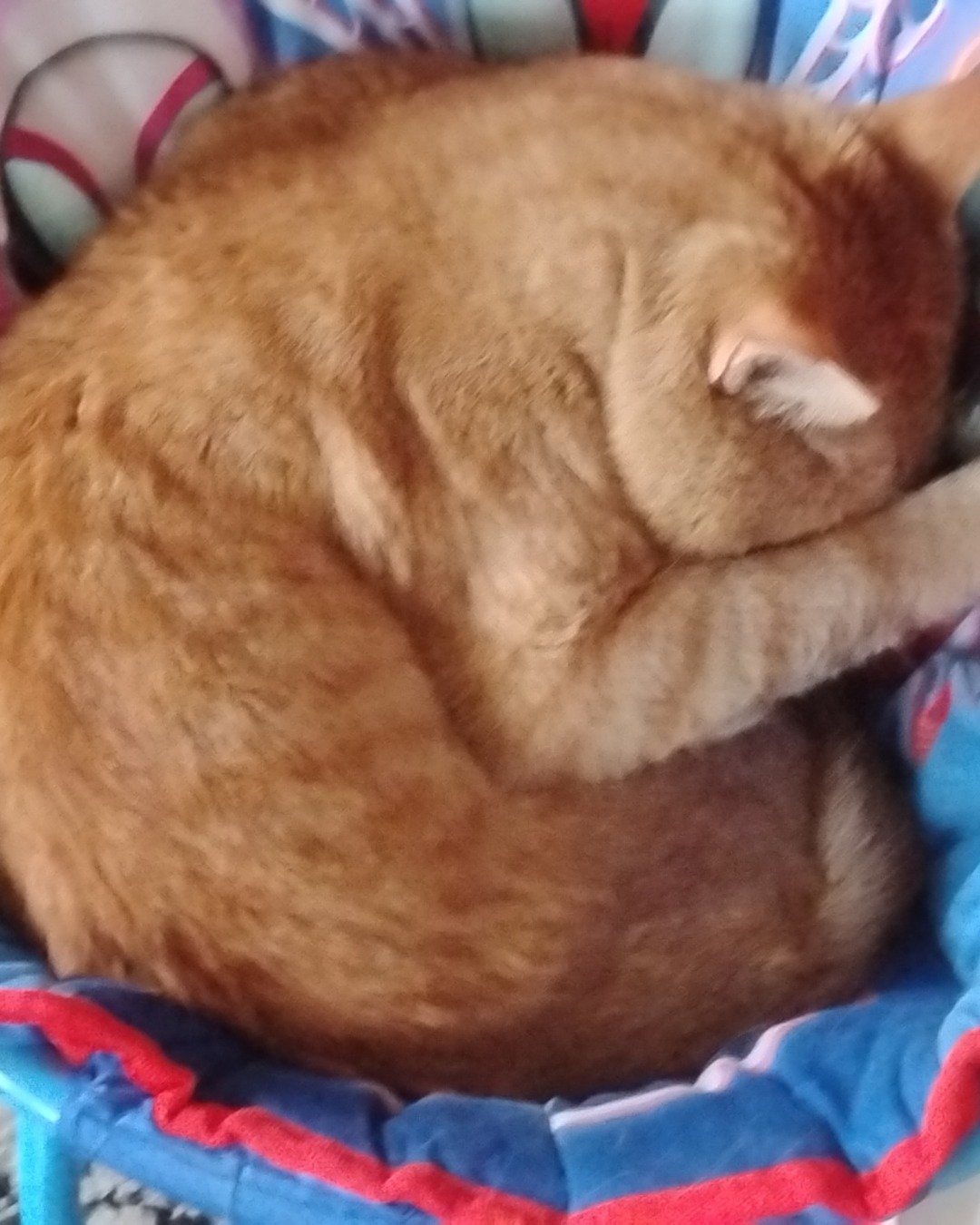 caramel the orange cat. Person, Sleeping, Cat, Abyssinian, Basket