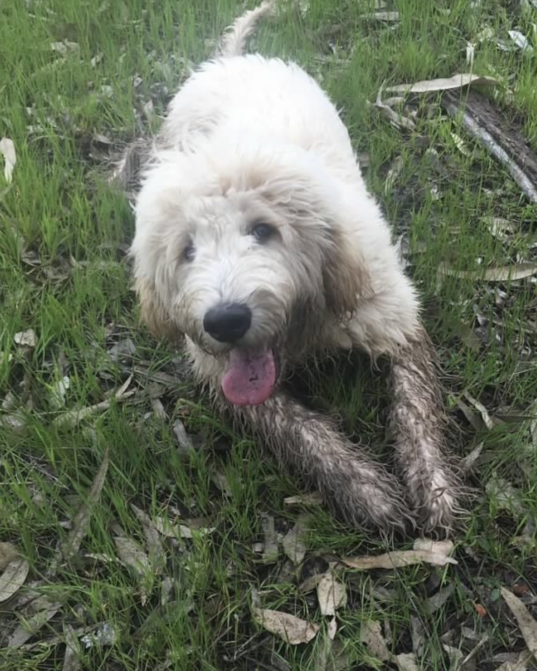 Bria the Goldendoodle — Grass, Plant, Dog, Puppy, White Dog, Ball