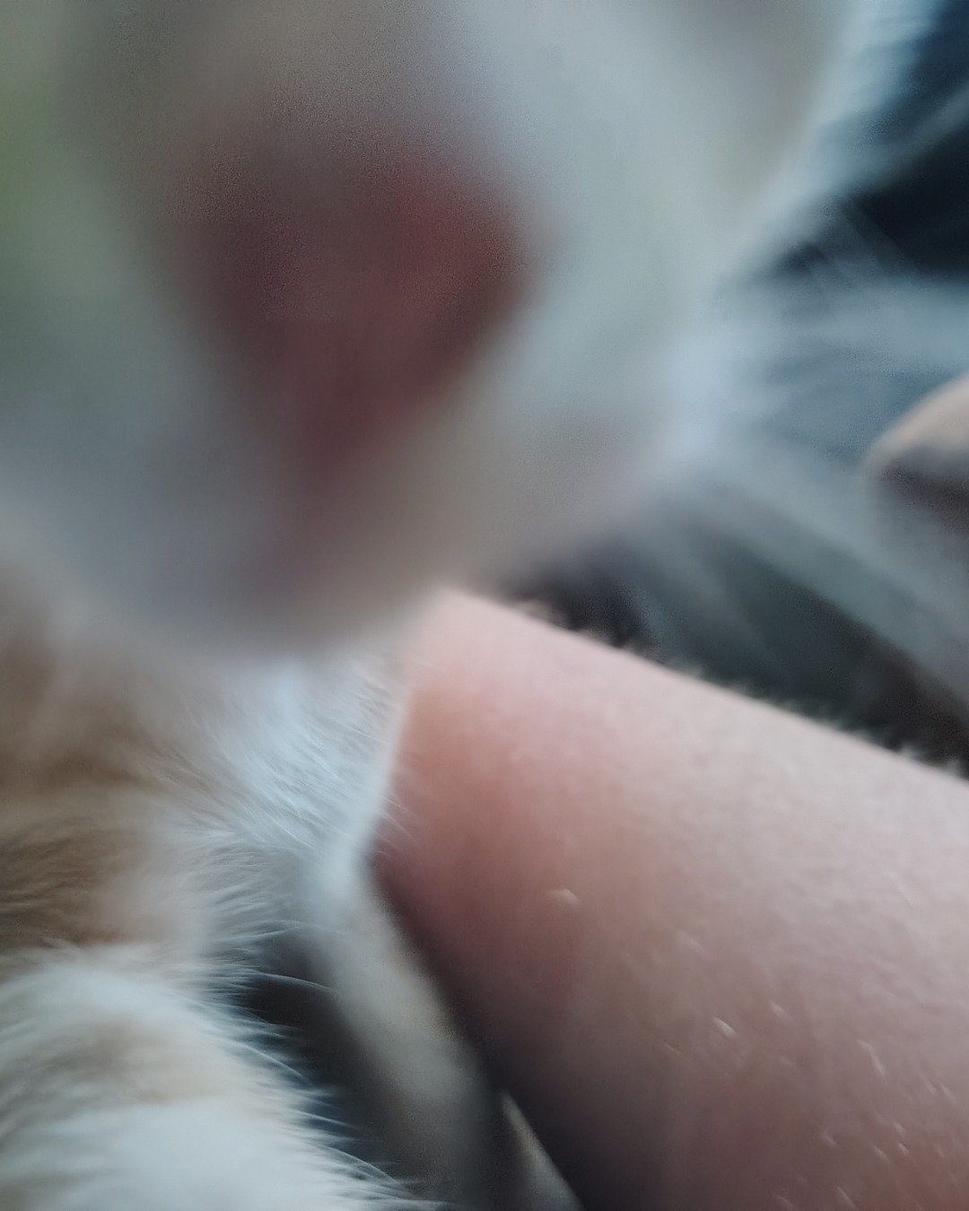 Aphrodite the orange kitty. Cat, Kitten