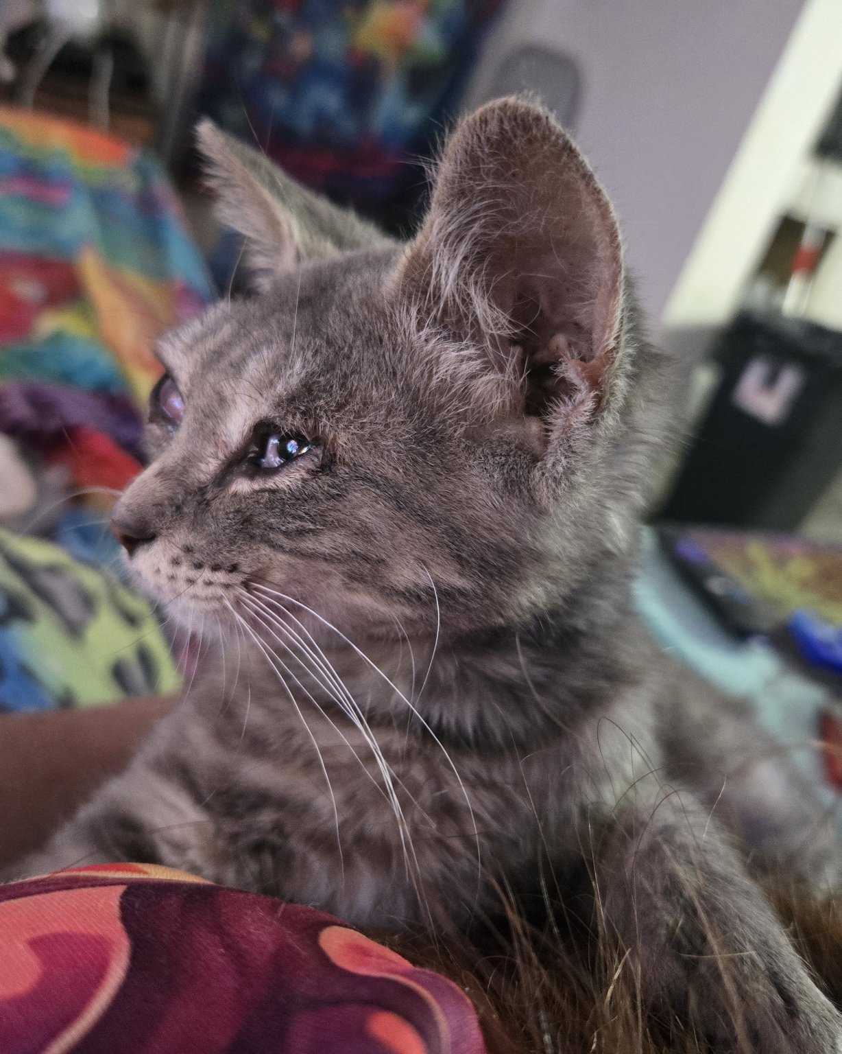 Mitten the tabby. Cat, Abyssinian, Kitten, Manx