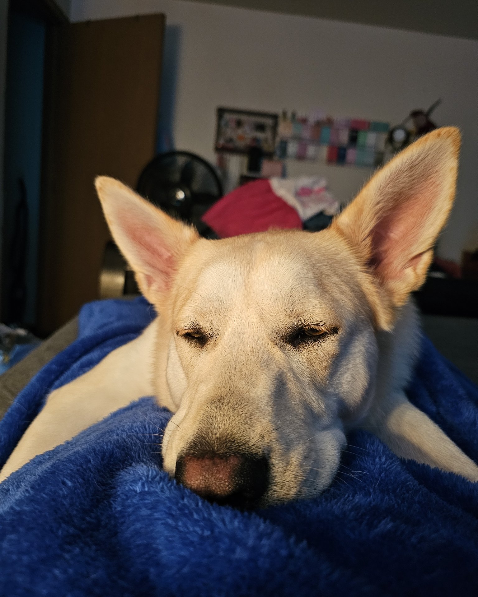 Bella the Labsky. Dog, Husky, Blanket, Puppy