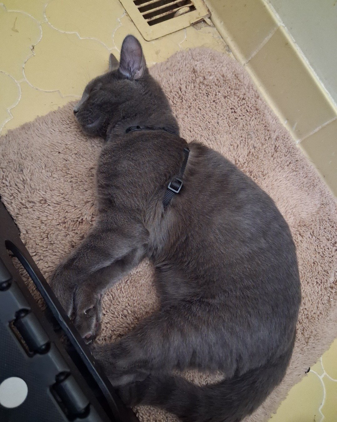 Biscuits the Russian blue. Home Decor, Cat, Gun, Weapon, Dog