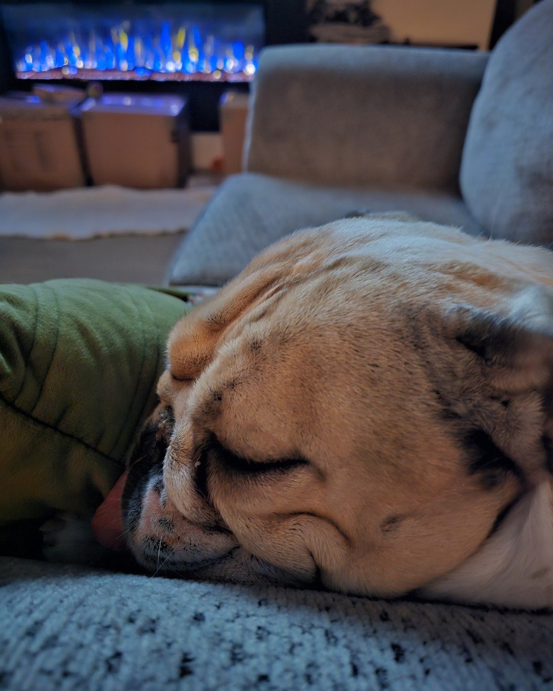 Ada Mae the English Bulldog. Couch, Furniture, Architecture, Building, Indoors, Living Room