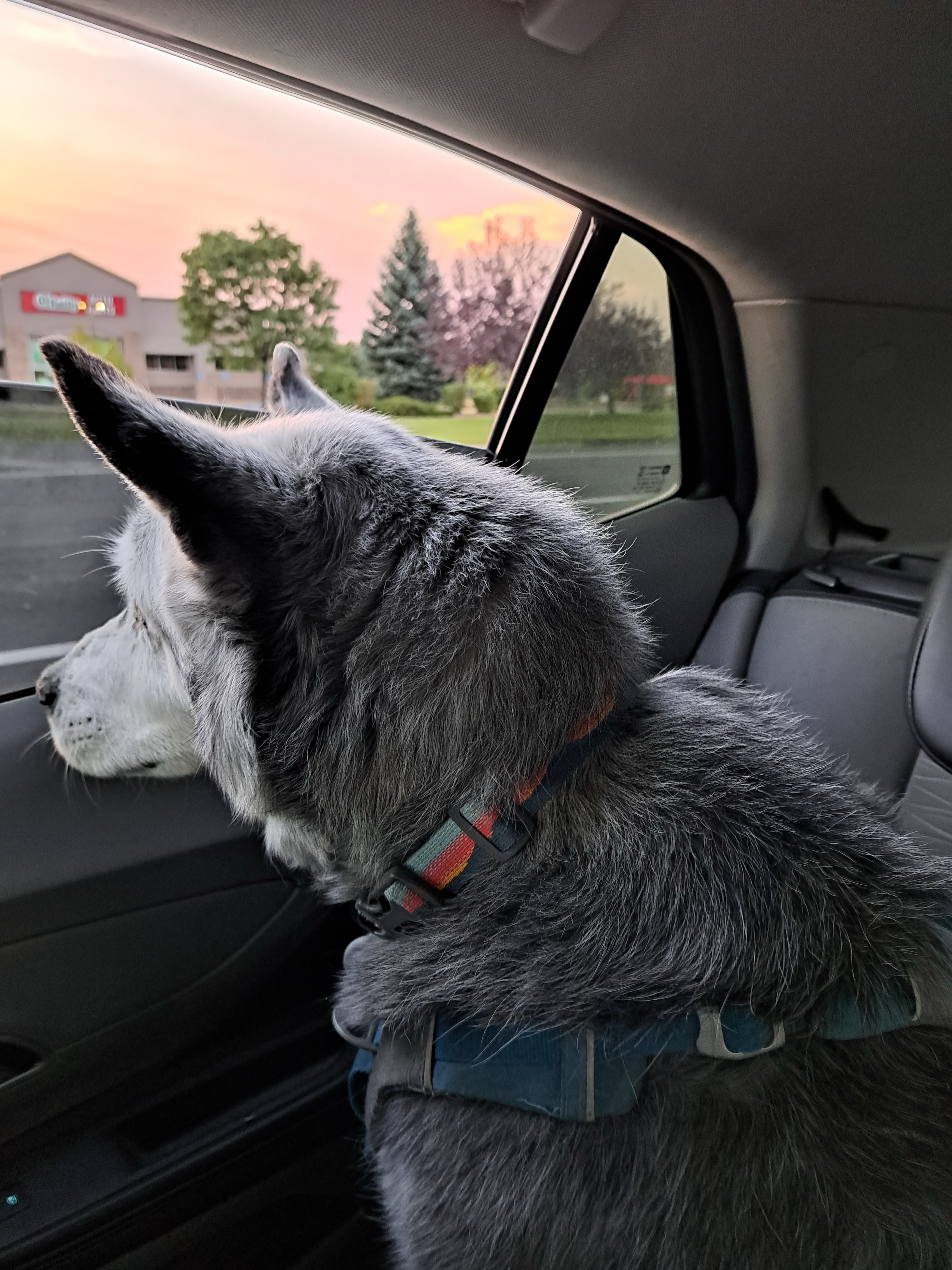 Loki the Siberian Husky