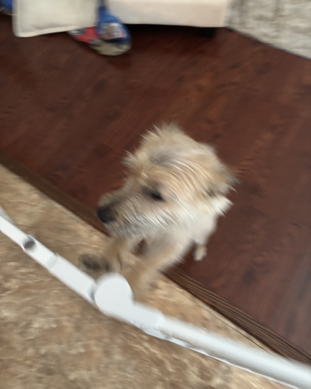 Zeus the Carin Terrier. Wood, Floor, Flooring, Hardwood, Dog, Puppy