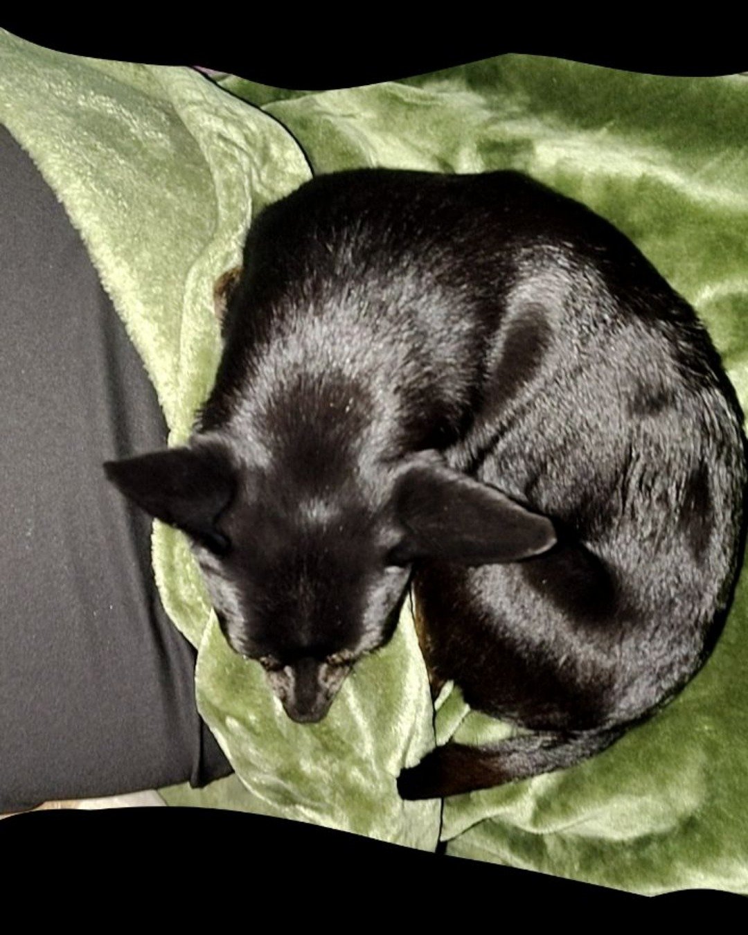 Lumos. Cushion, Home Decor, Chihuahua, Dog